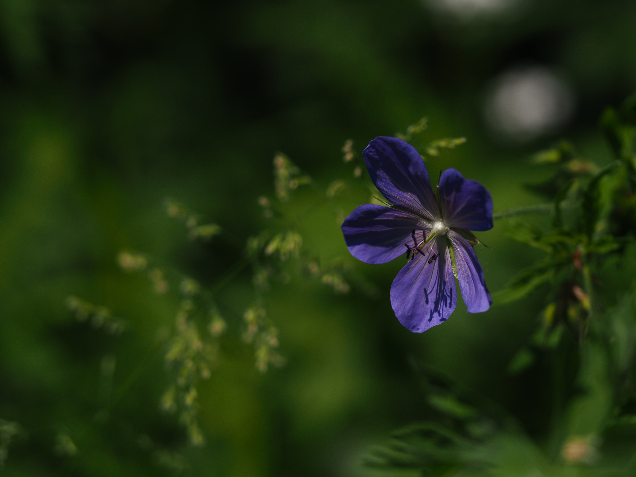 Olympus M.Zuiko Digital ED 60mm F2.8 Macro sample photo. Blue flower photography