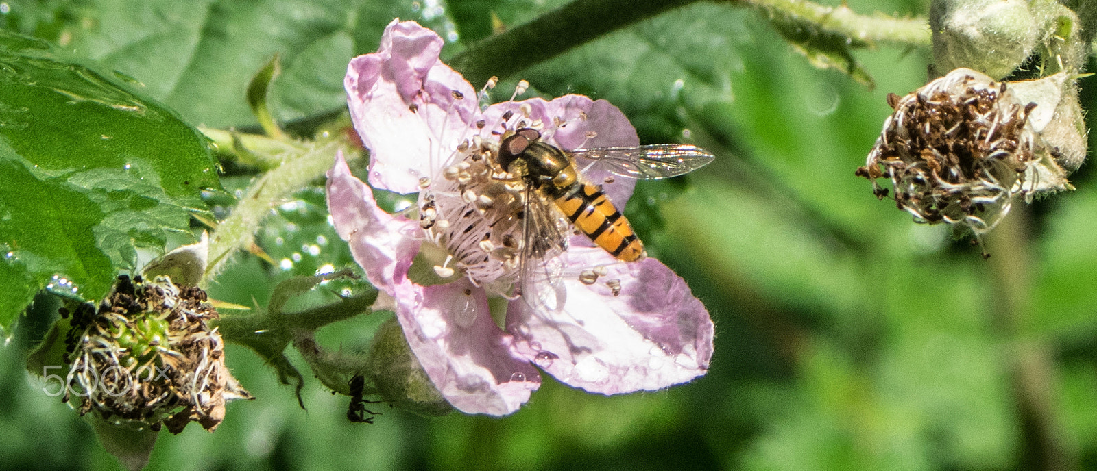 Pentax K-3 sample photo. Bee photography