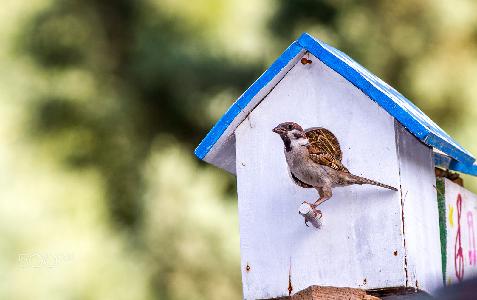 Canon EOS 7D + Canon EF 400mm F5.6L USM sample photo. *** photography