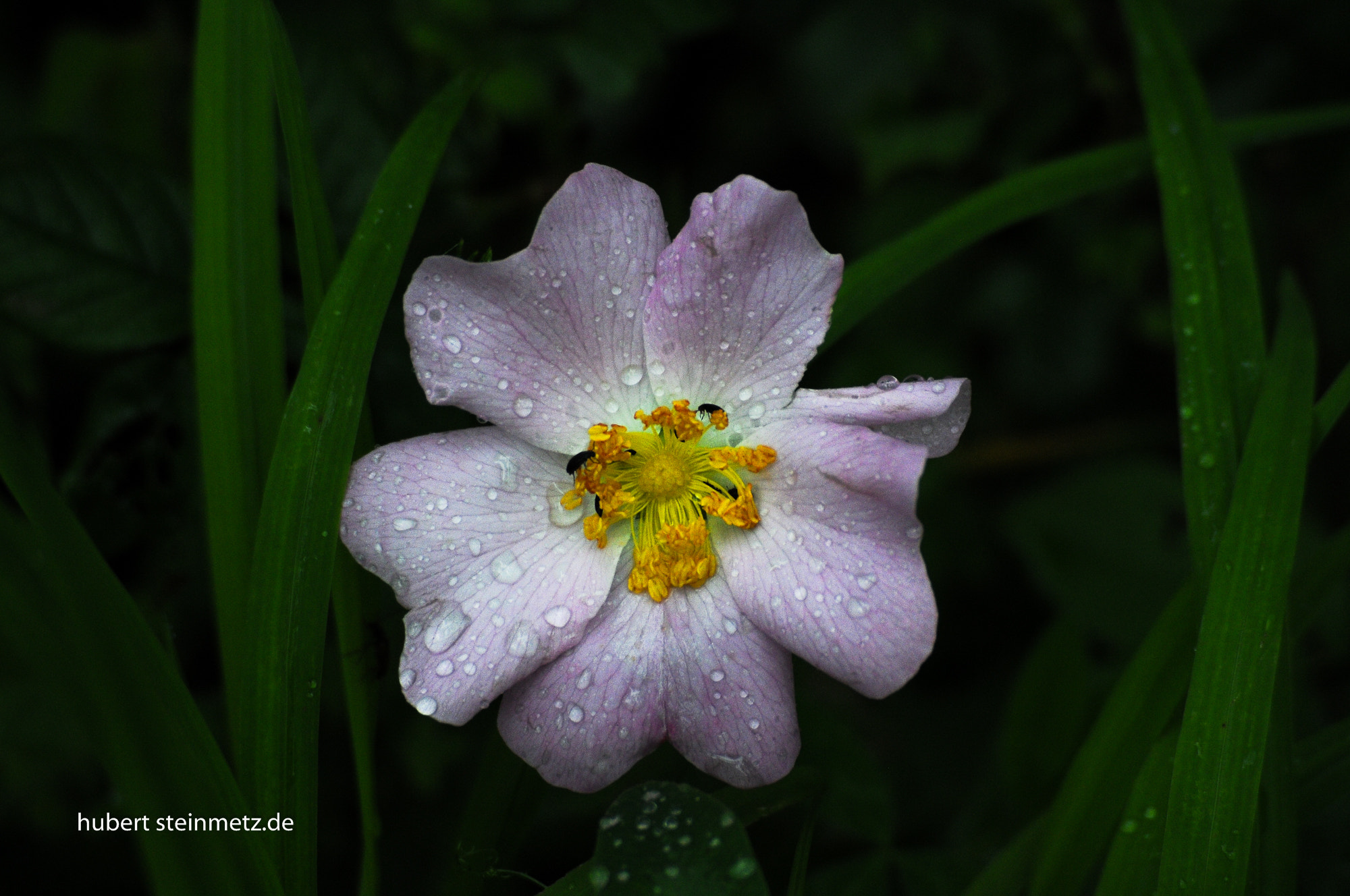 Nikon D300 + AF Nikkor 70-210mm f/4-5.6 sample photo. After the rain photography