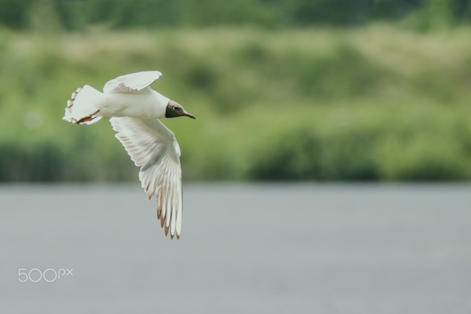150-600mm F5-6.3 DG OS HSM | Contemporary 015 sample photo. Black-headed gull photography