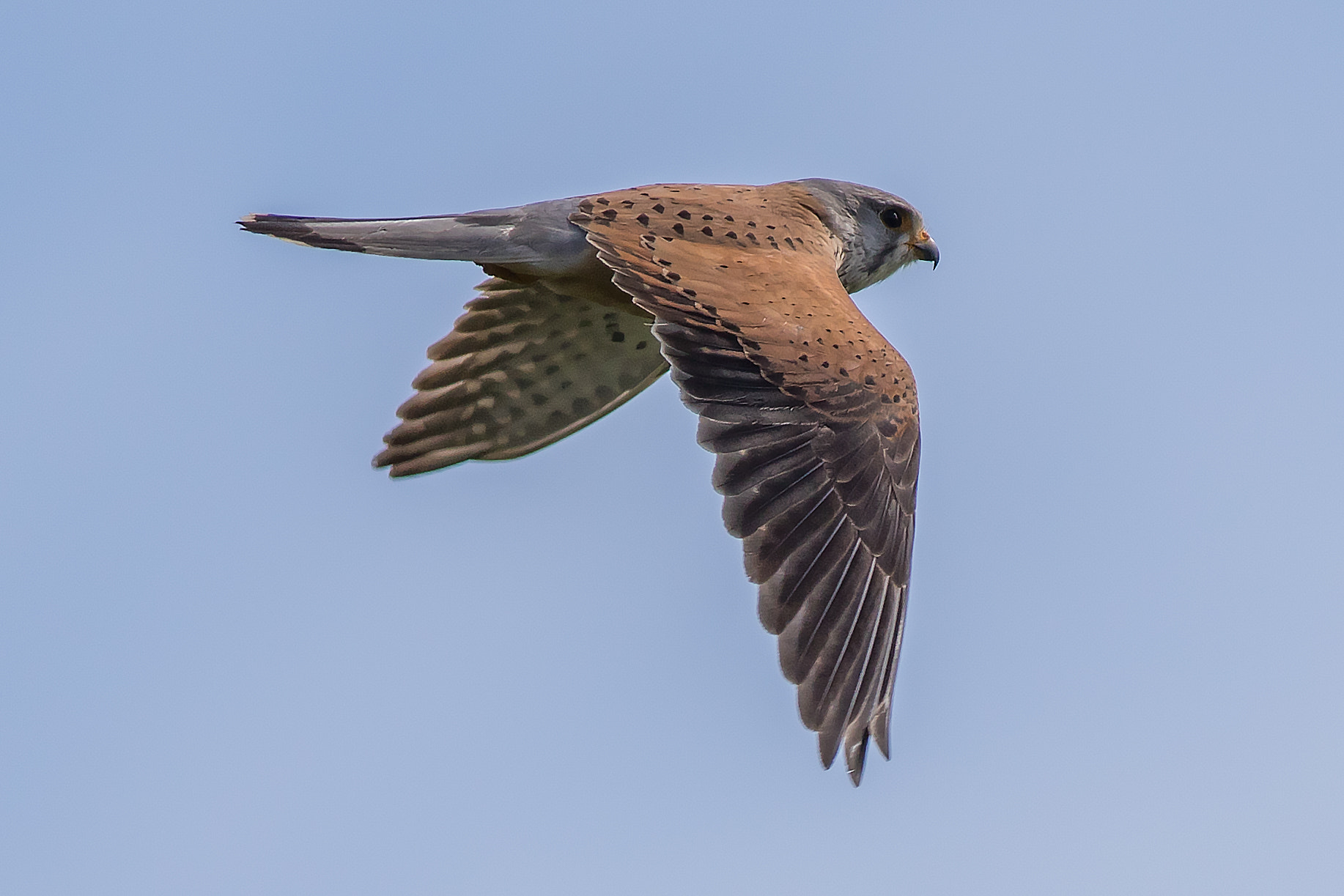 Canon EF 400mm F5.6L USM sample photo. Kestrel in fast flight photography