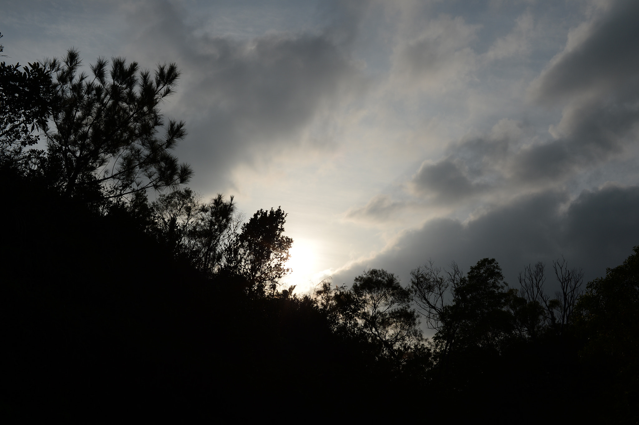 Nikon Df + Nikon AF Nikkor 35mm F2D sample photo. Tree shadow 樹影 photography
