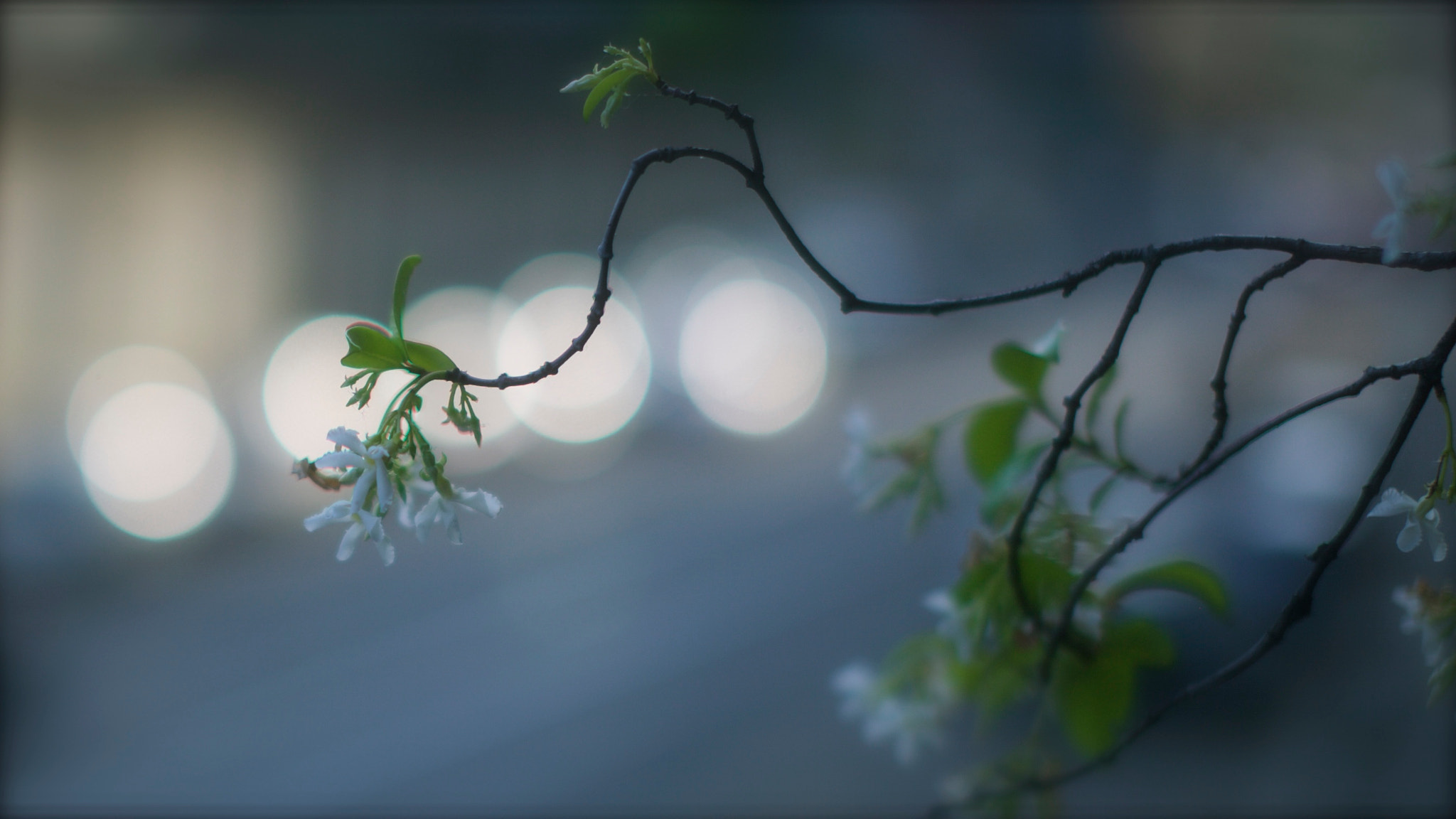 Sigma 50mm F1.4 EX DG HSM sample photo. Life up photography