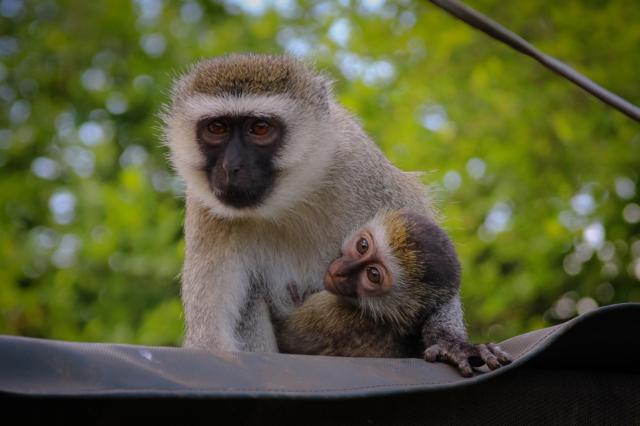 Sigma 18-125mm F3.8-5.6 DC OS HSM sample photo. Tsavo east - mom & son photography