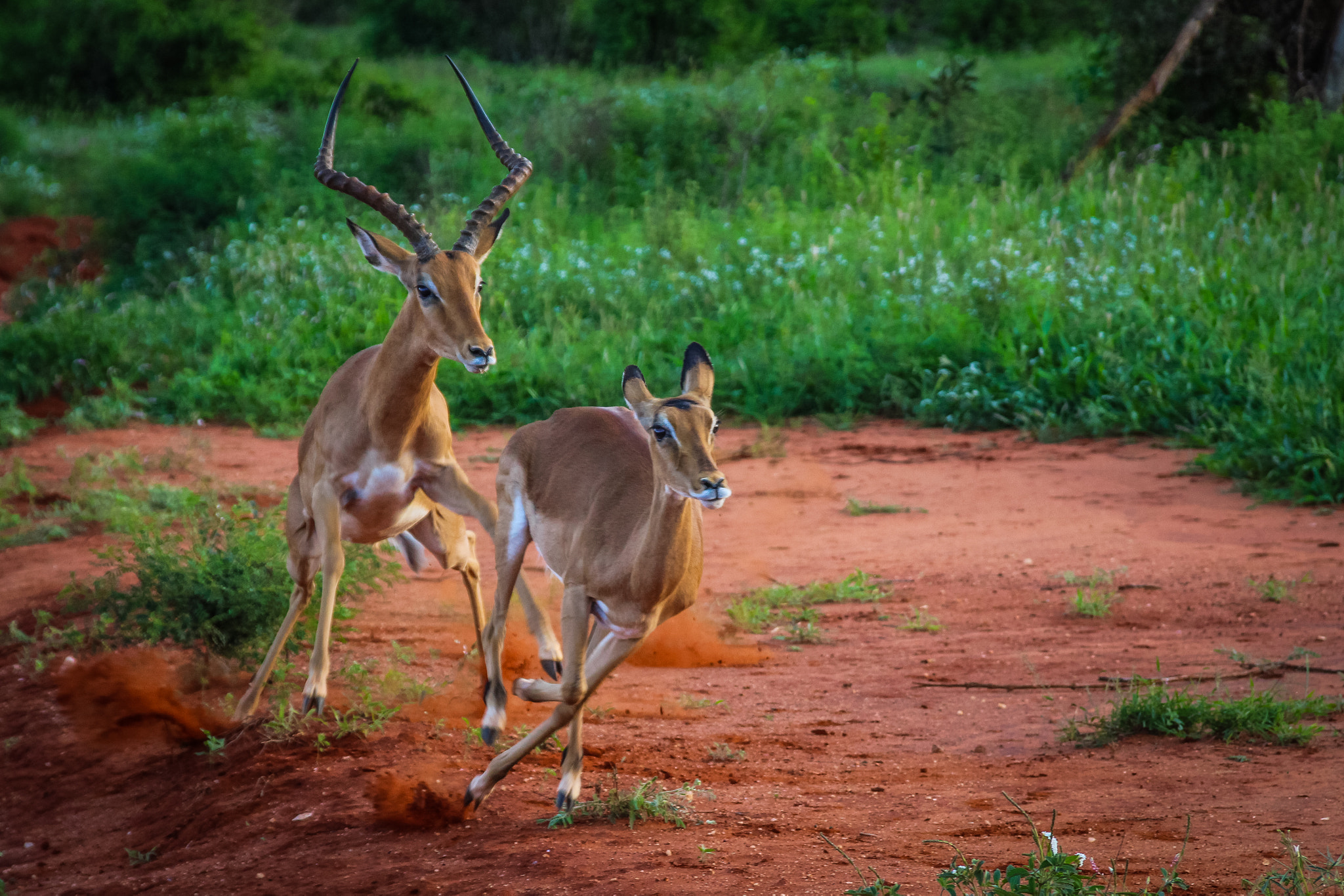 Canon EOS 100D (EOS Rebel SL1 / EOS Kiss X7) + Sigma 18-125mm F3.8-5.6 DC OS HSM sample photo. Tsavo east - hunting for love photography