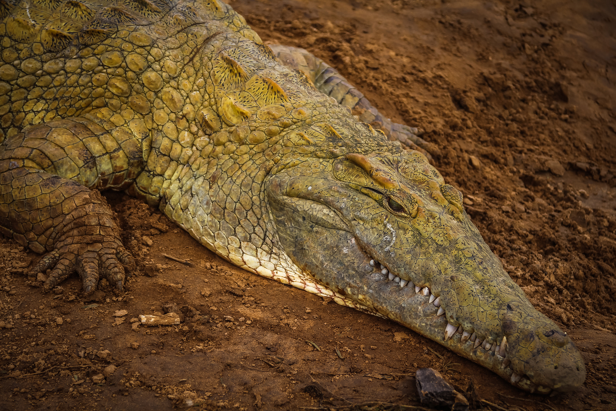 Canon EOS 100D (EOS Rebel SL1 / EOS Kiss X7) + Sigma 18-125mm F3.8-5.6 DC OS HSM sample photo. Tsavo east - crocodile photography