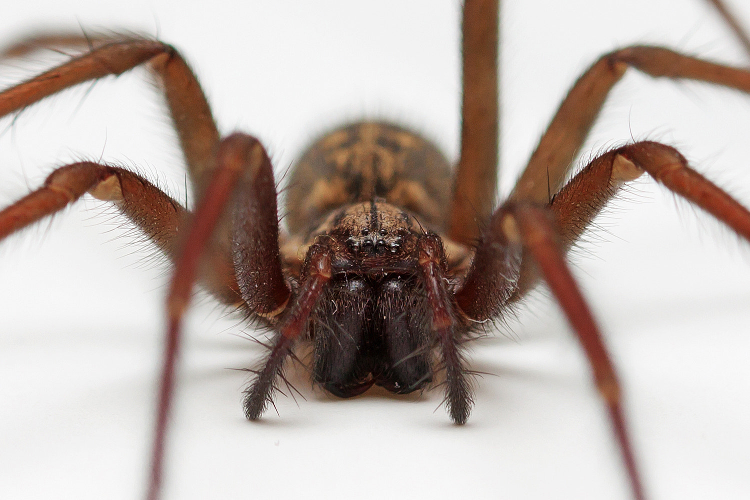 Canon EOS 50D + Canon EF 100mm F2.8L Macro IS USM sample photo. Spinne photography