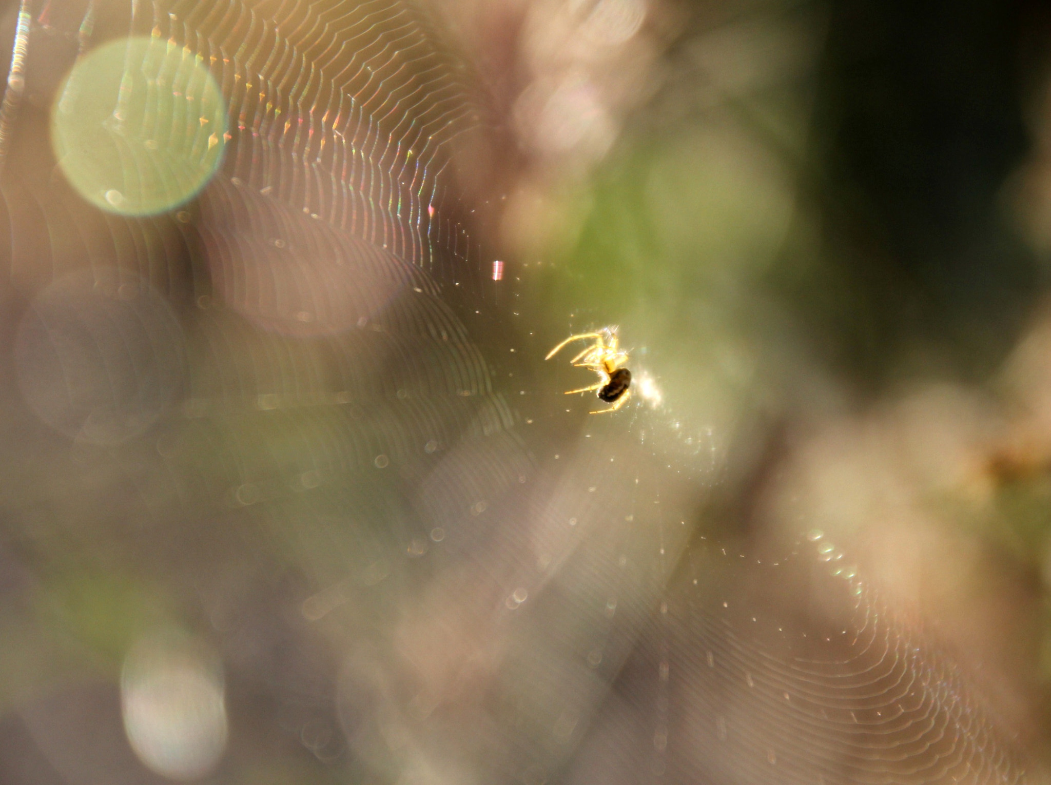 Canon EOS 60D + Canon 18-270mm sample photo. Mis fotos () photography