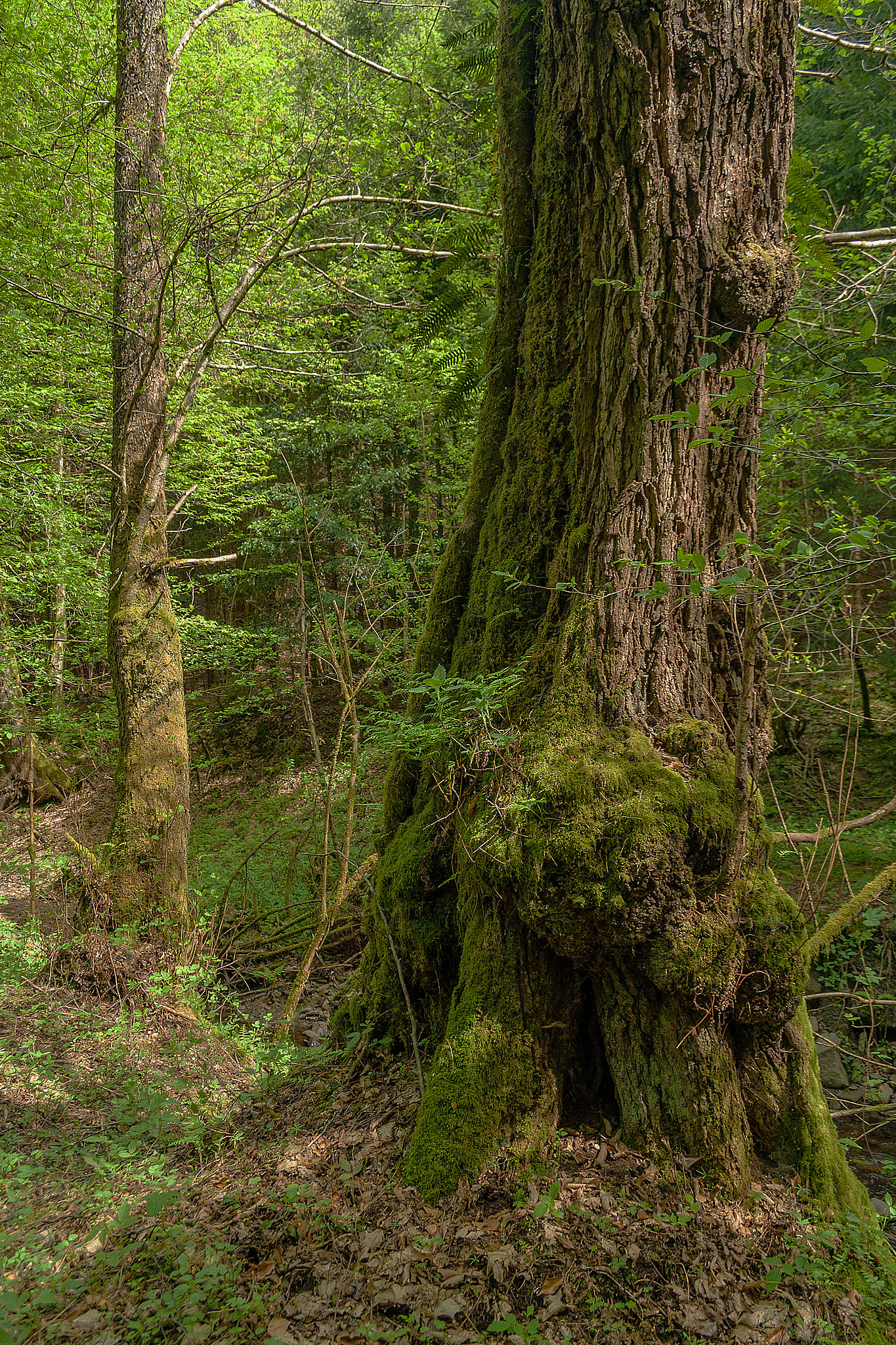 Canon EF-S 18-55mm F3.5-5.6 sample photo. Roaming the woods photography