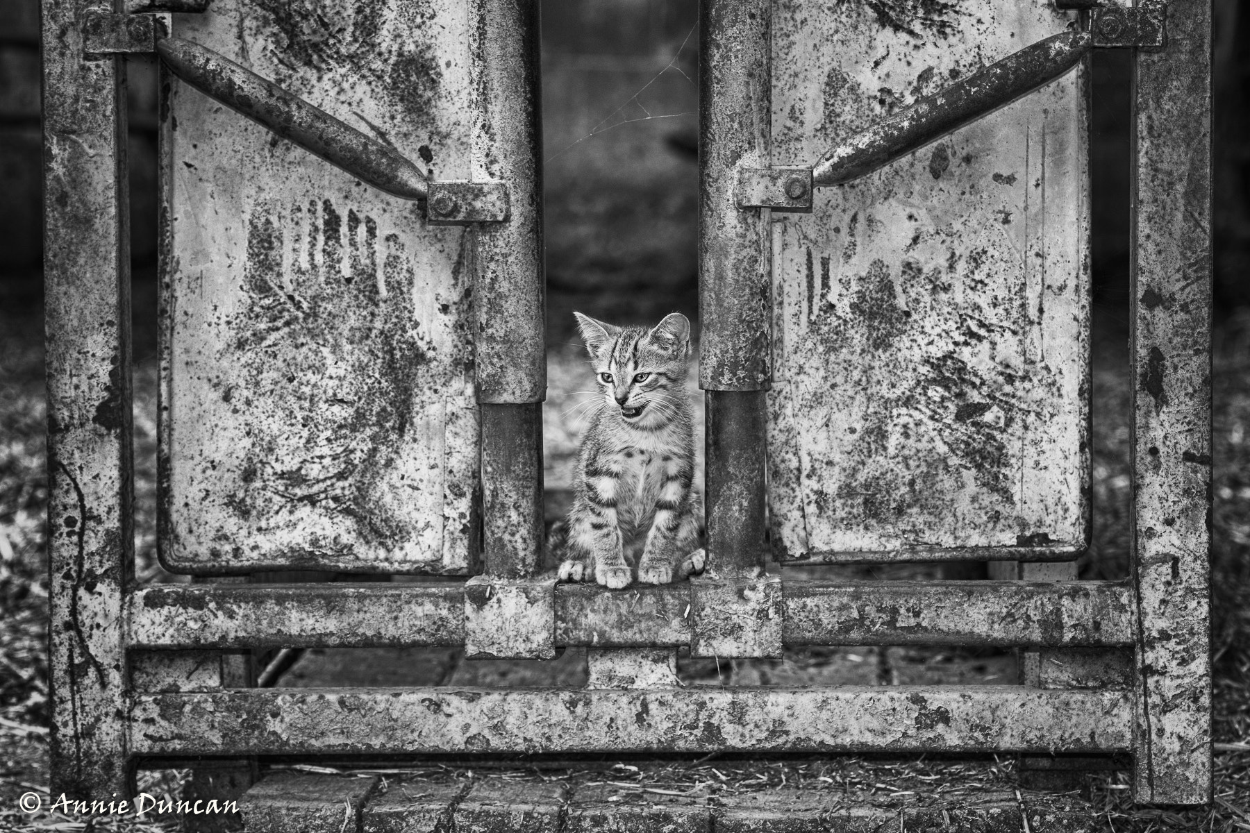 Nikon D3X sample photo. Small one photography