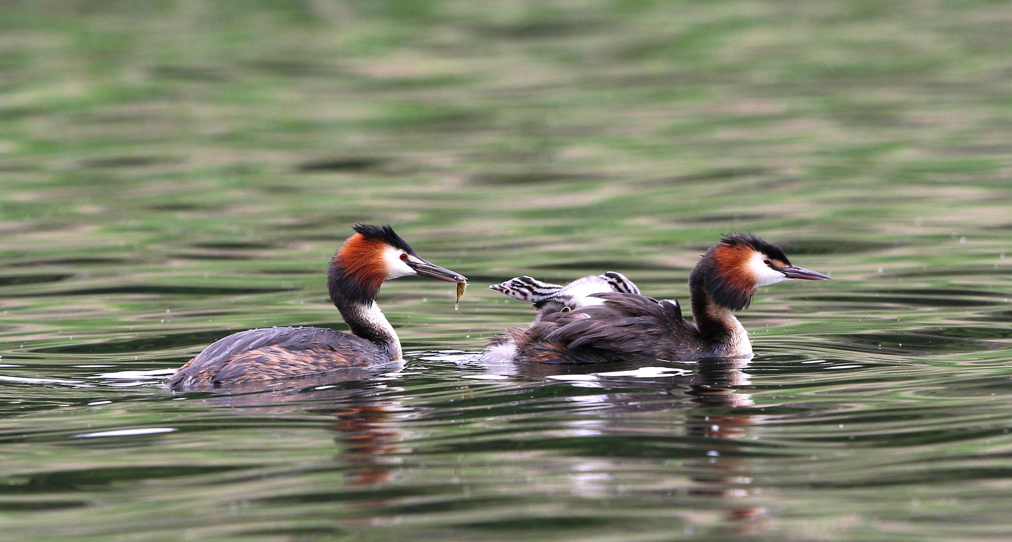 Canon EF 500mm F4L IS II USM sample photo. Great crested grebe with young photography