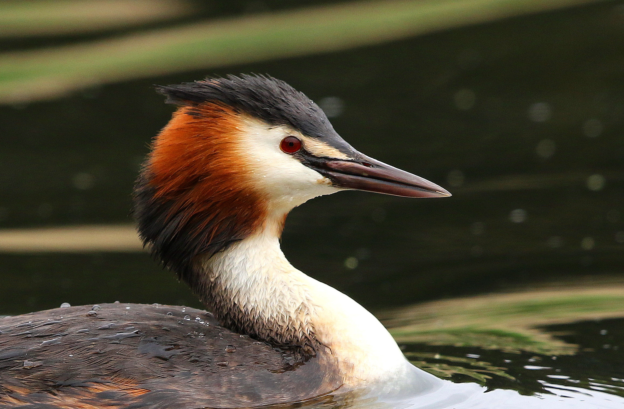 Canon EF 500mm F4L IS II USM sample photo. Grebe portrait photography