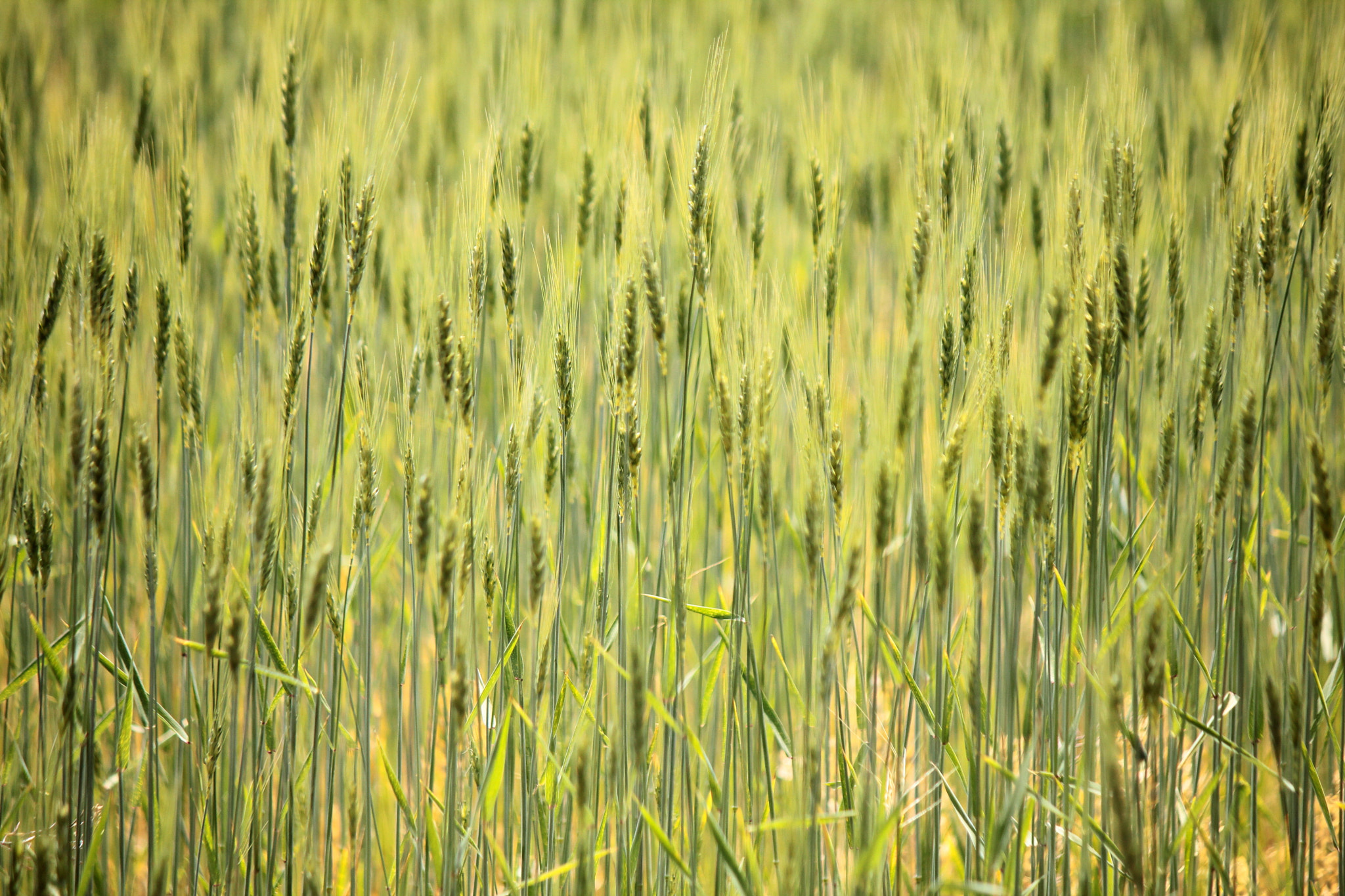 Canon EF-S 55-250mm F4-5.6 IS II sample photo. Field of green photography