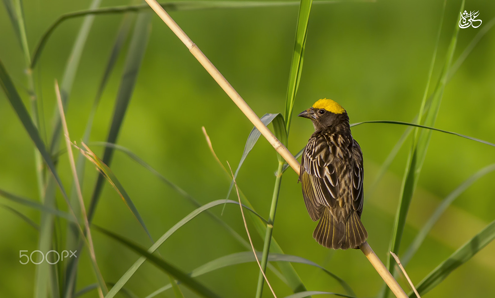 Canon EOS 7D + Canon EF 400mm F5.6L USM sample photo. Streaked weaver photography