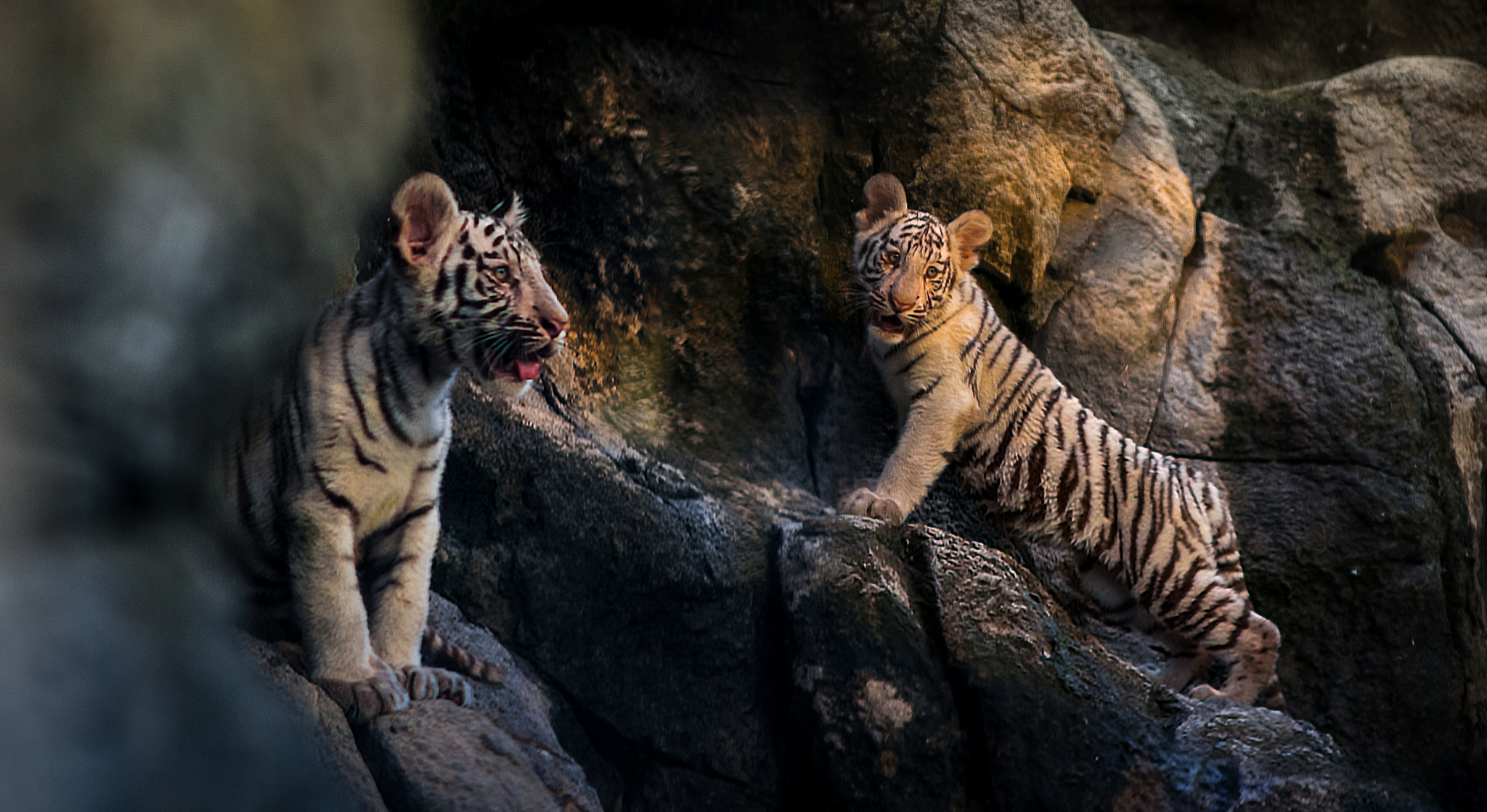 Nikon D7100 + Sigma 85mm F1.4 EX DG HSM sample photo. Tiger test photography