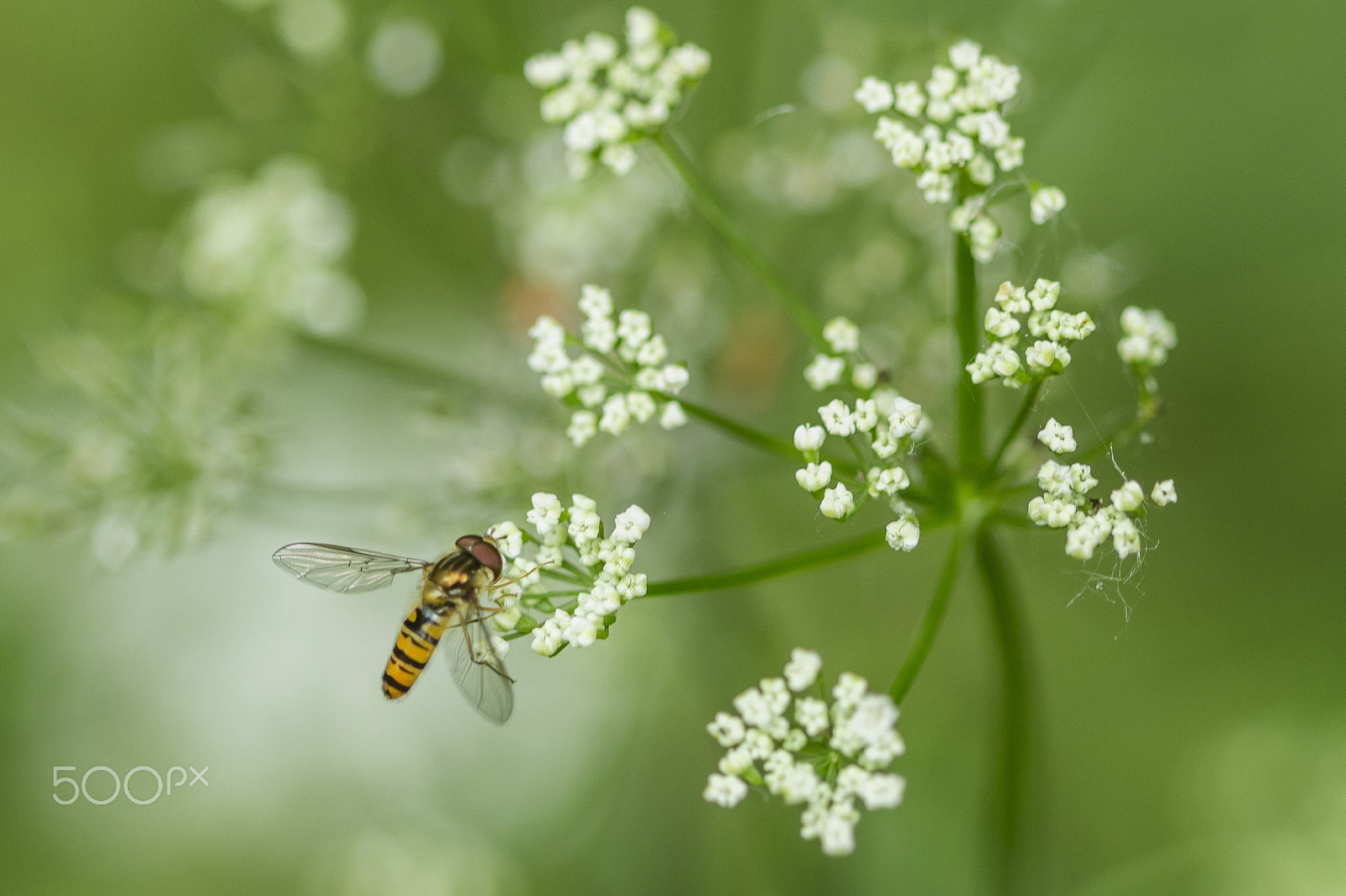 Canon EF 100mm F2.8 Macro USM sample photo. Wasp photography