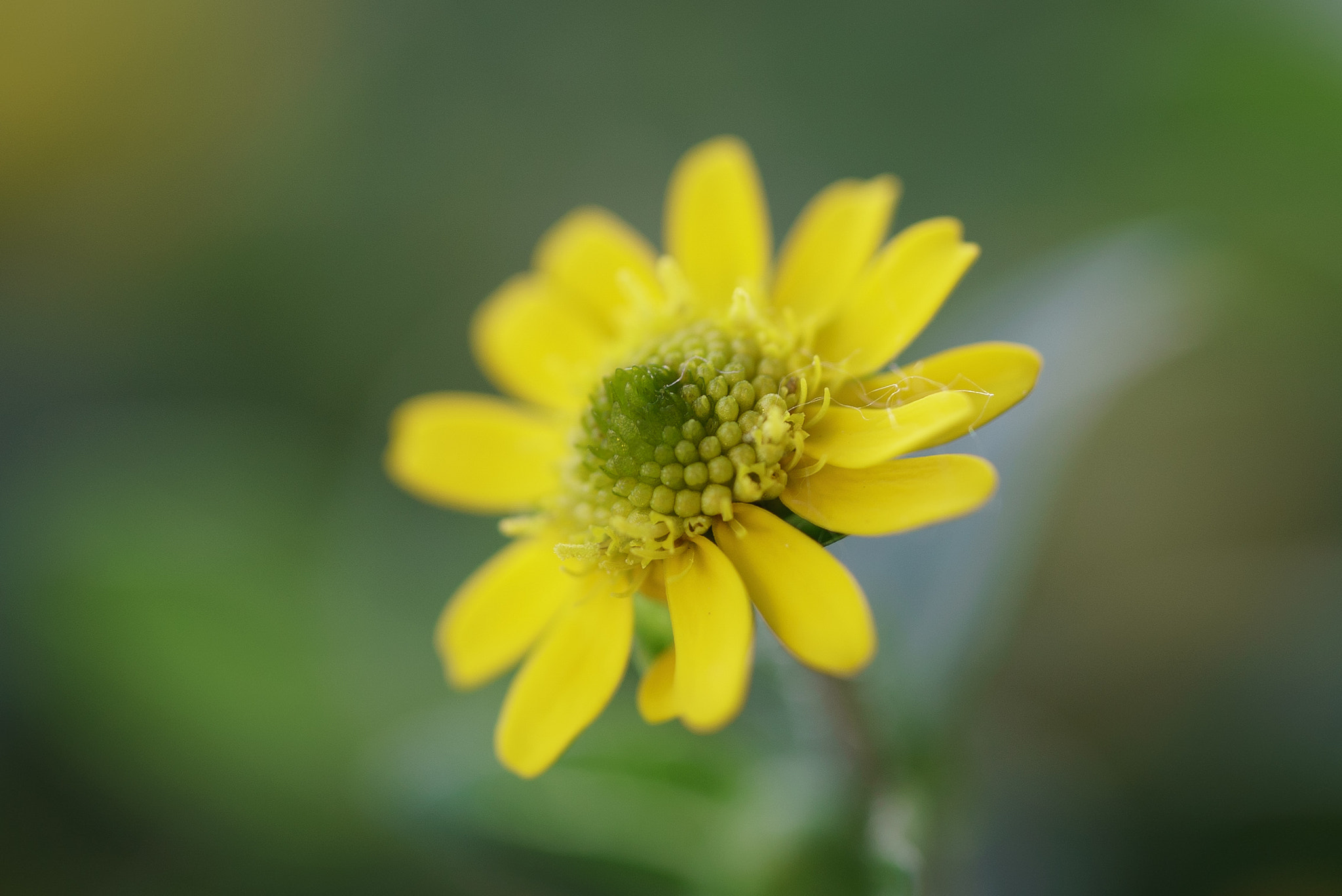 Sony a7S + Sony FE 90mm F2.8 Macro G OSS sample photo. Yellow flower photography