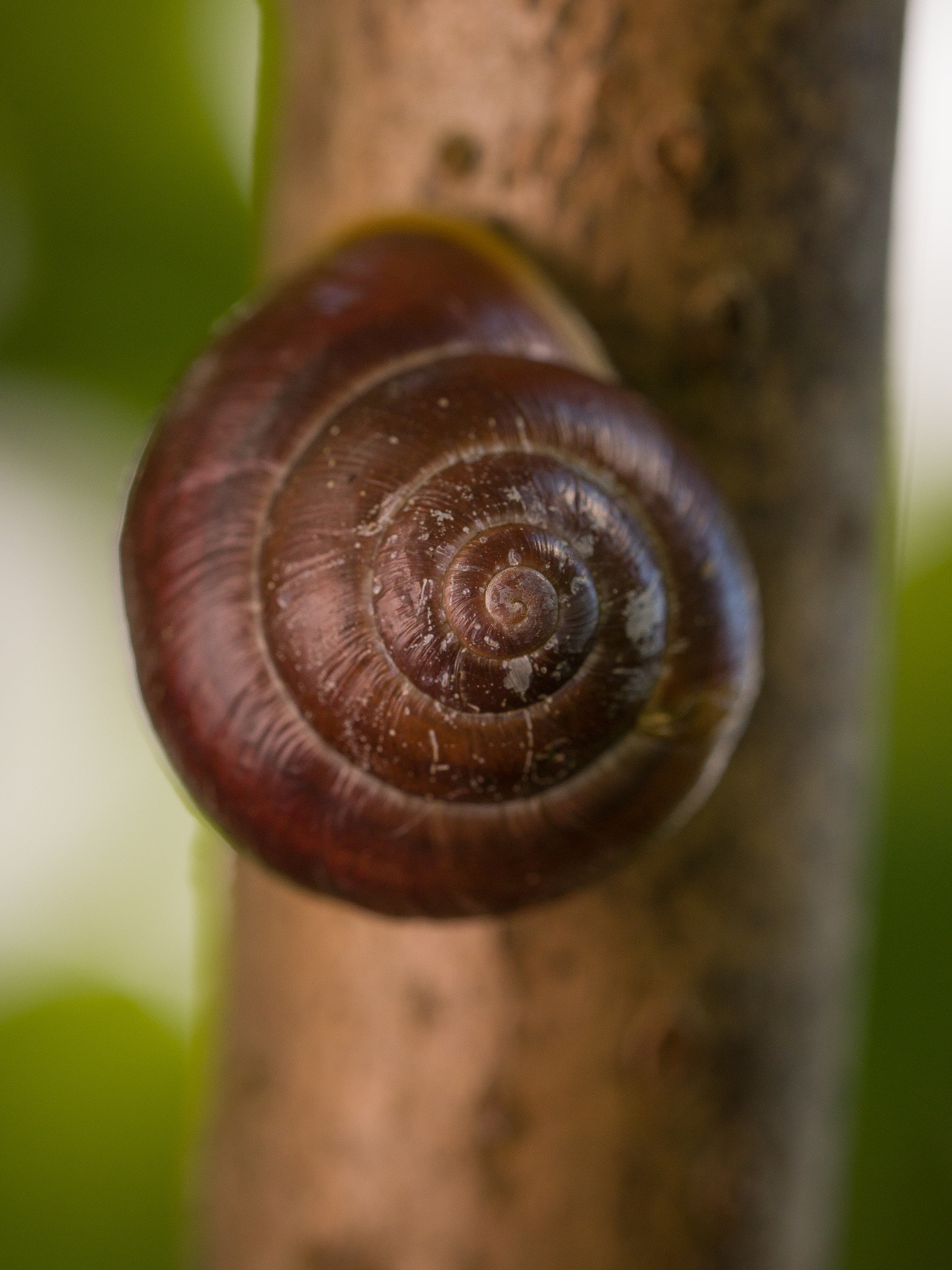 Olympus M.Zuiko Digital ED 60mm F2.8 Macro sample photo. Snail hanging under tree branch photography