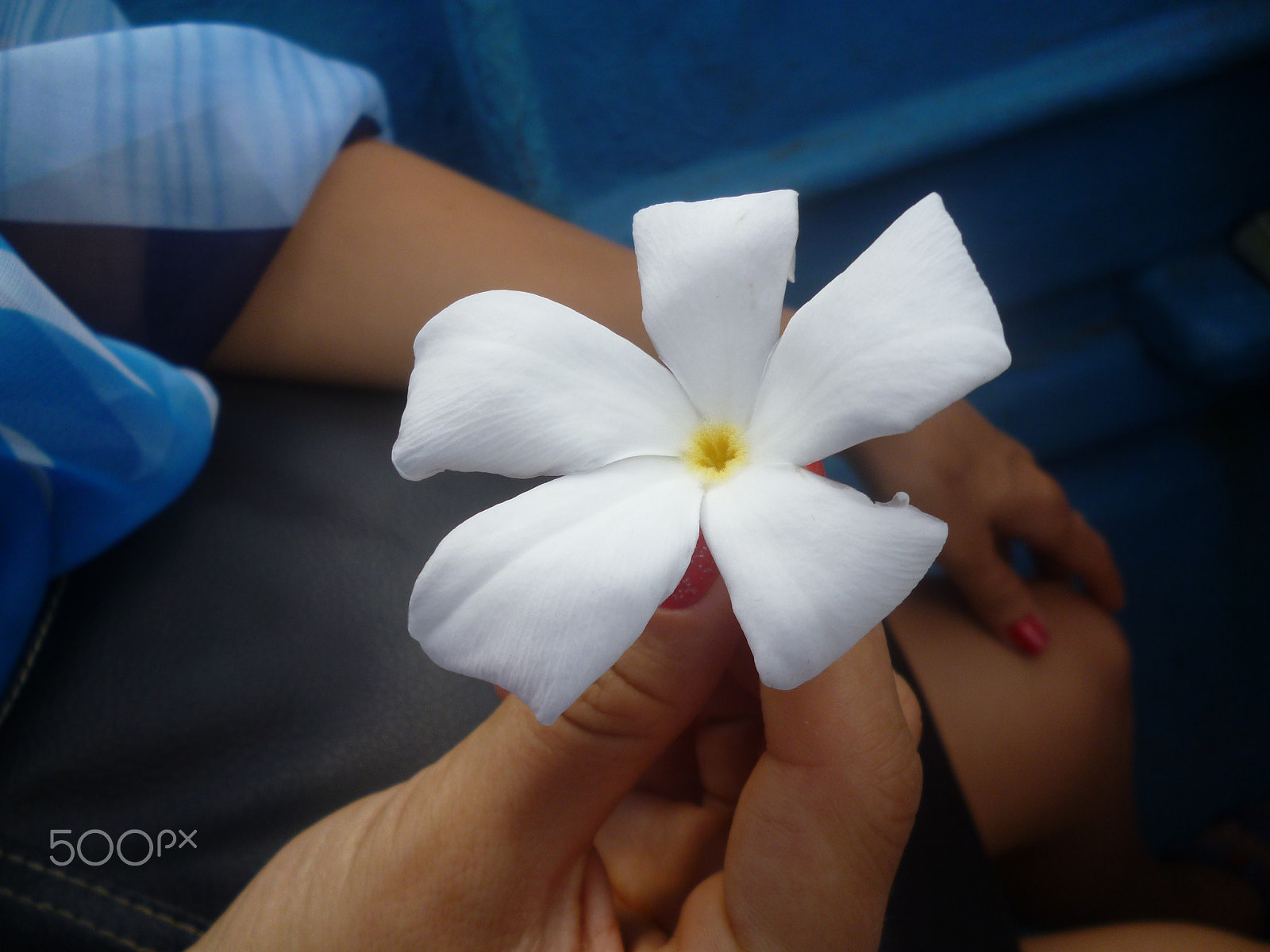 Panasonic DMC-FS14 sample photo. White flower.jpg photography