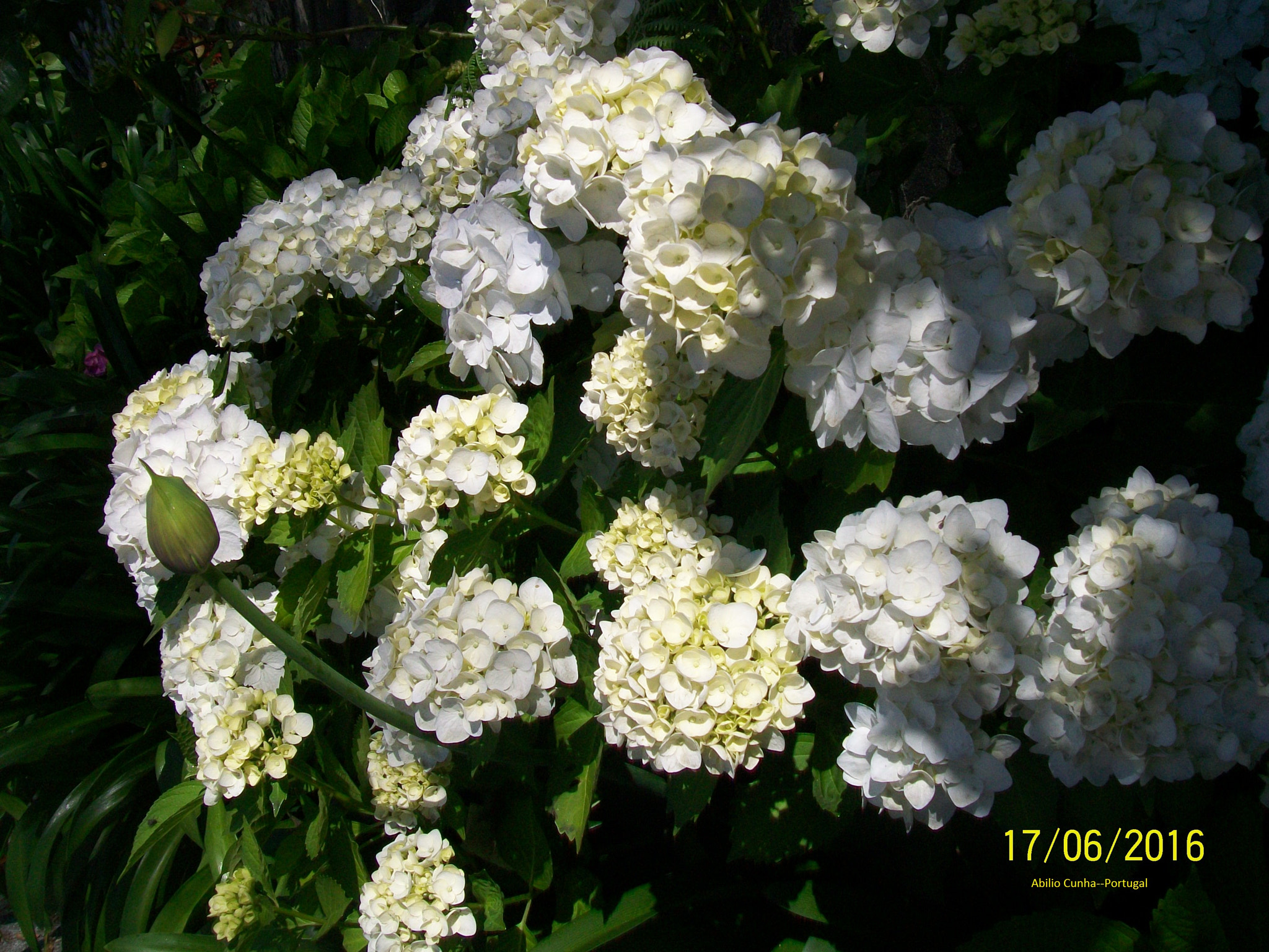 Kodak EasyShare C913 sample photo. Hortências brancas porto portugal photography