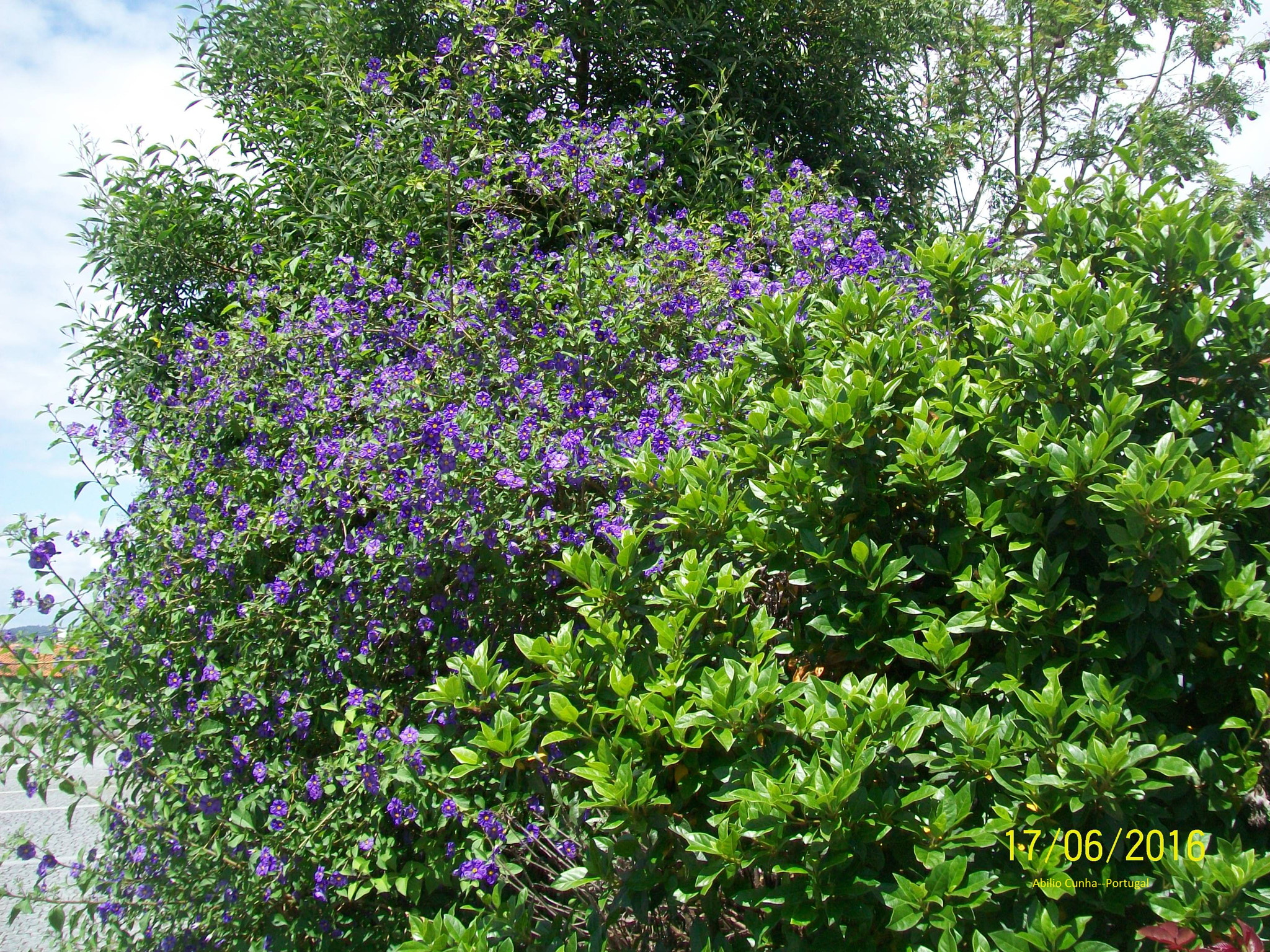 Kodak EasyShare C913 sample photo. Flores ciprestes douro litoral portugal photography