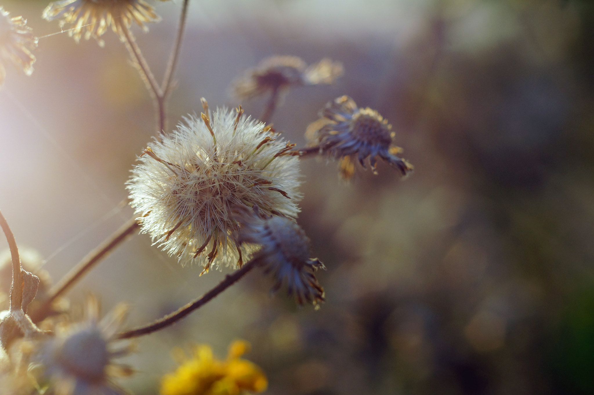 Sony Alpha a3000 + Sony DT 50mm F1.8 SAM sample photo. Smell of autumn photography