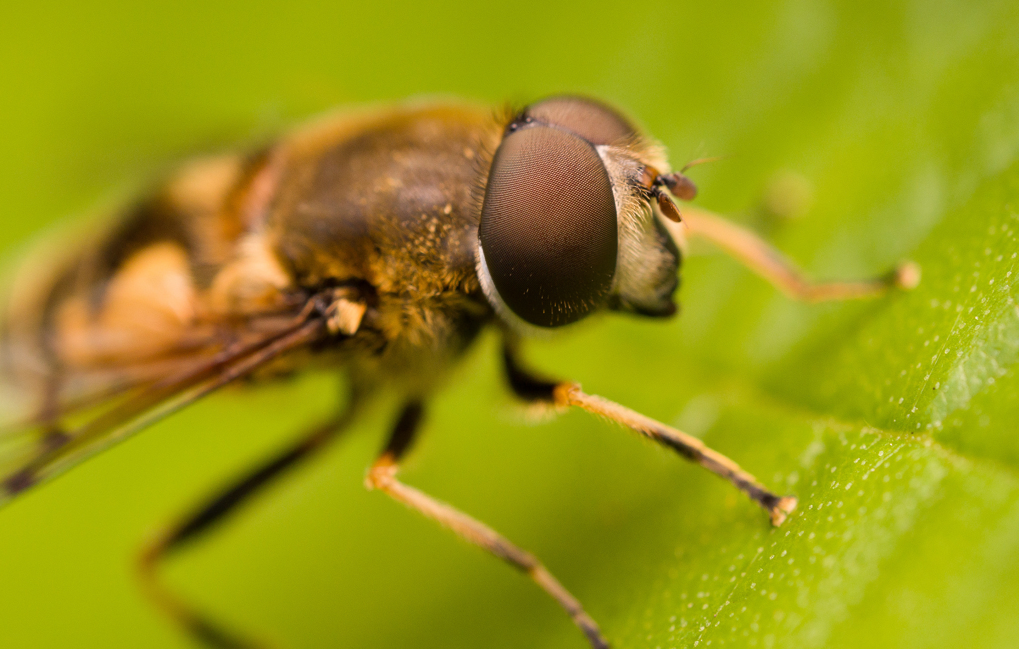 Olympus M.Zuiko Digital ED 60mm F2.8 Macro sample photo. Lovely eyes photography