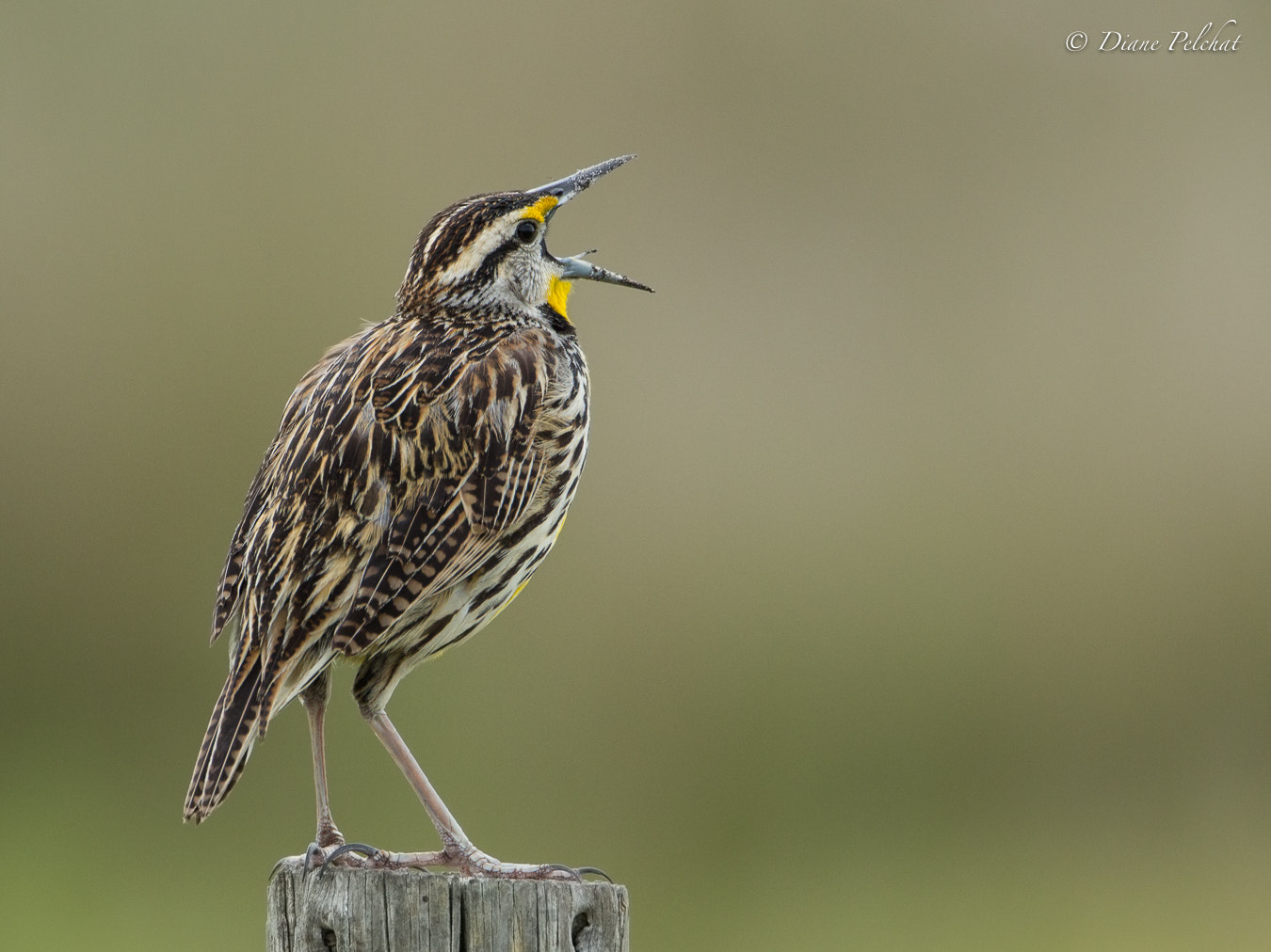 Canon EOS 60D + Canon EF 300mm F2.8L IS II USM sample photo. Eastern meadowlark photography