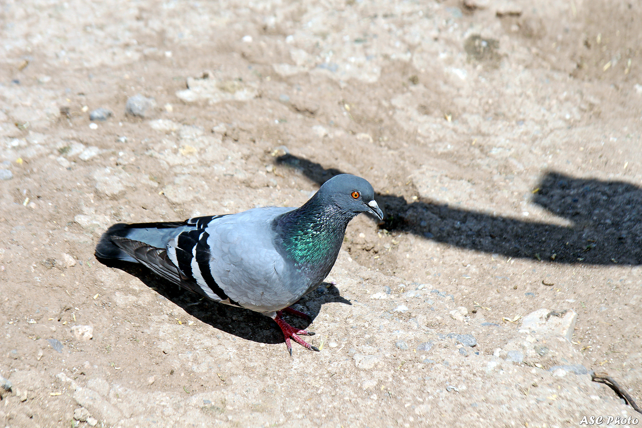 Canon EF-S 17-85mm F4-5.6 IS USM sample photo. Uchisar castle - pigeon valley photography