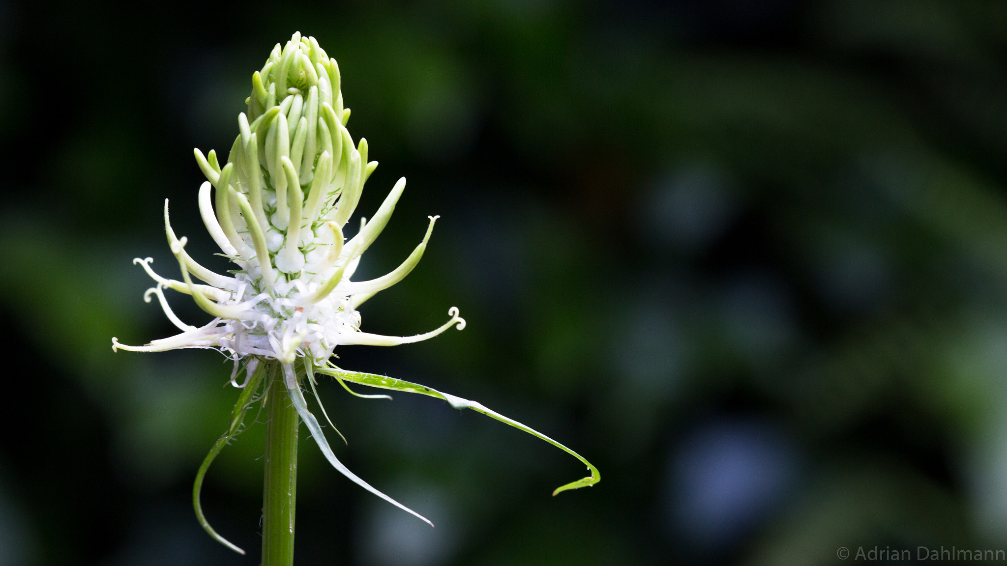 Canon EF 100mm F2.8 Macro USM sample photo. Another plant photography