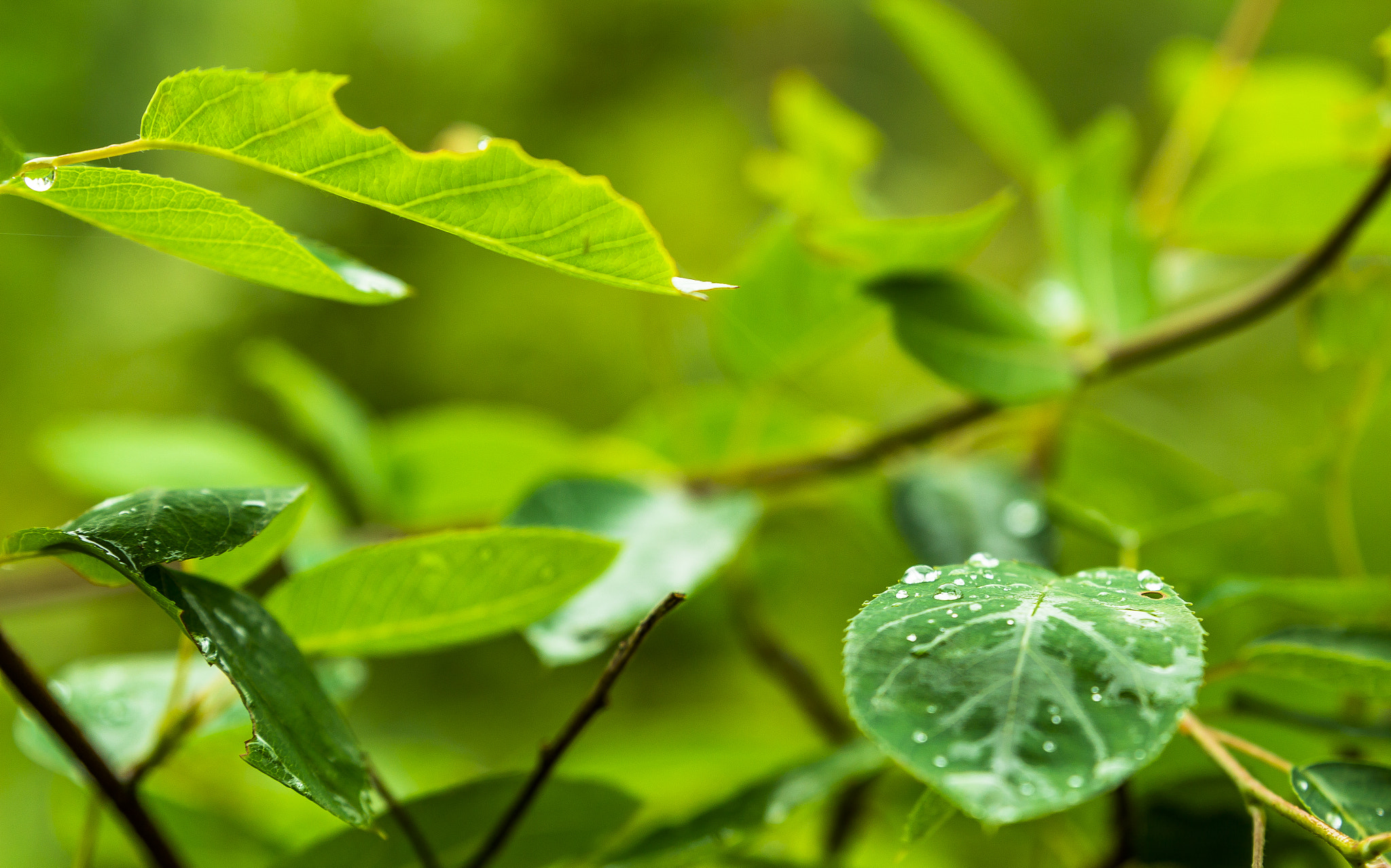 Canon EOS 650D (EOS Rebel T4i / EOS Kiss X6i) + Sigma 24-70mm F2.8 EX DG Macro sample photo. Wet leaf photography