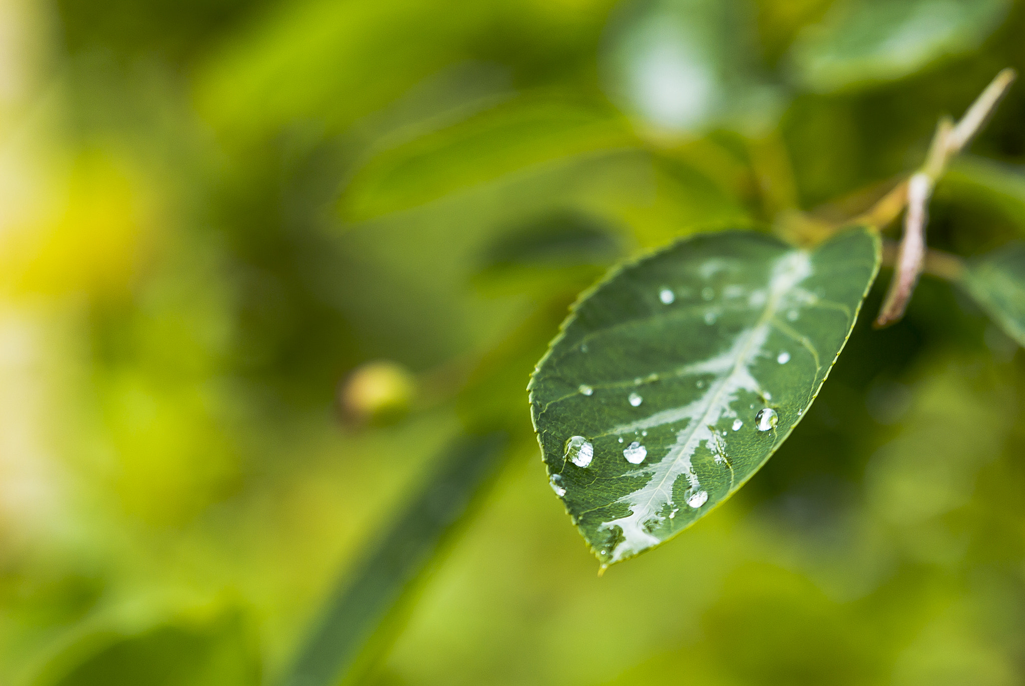 Canon EOS 650D (EOS Rebel T4i / EOS Kiss X6i) + Sigma 24-70mm F2.8 EX DG Macro sample photo. Wet leaf photography