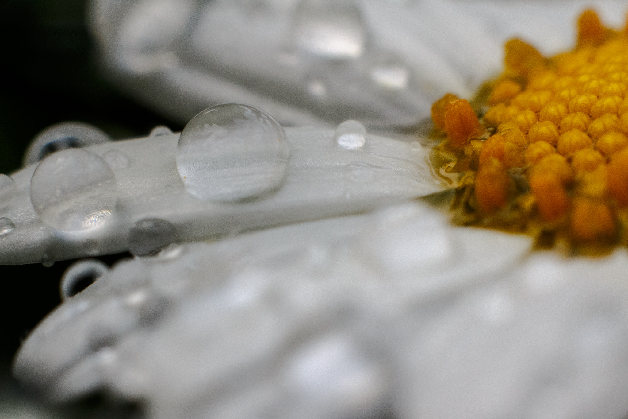 Canon EOS 700D (EOS Rebel T5i / EOS Kiss X7i) + Canon EF 50mm f/1.8 sample photo. Raindrops in detail vol. 2 photography
