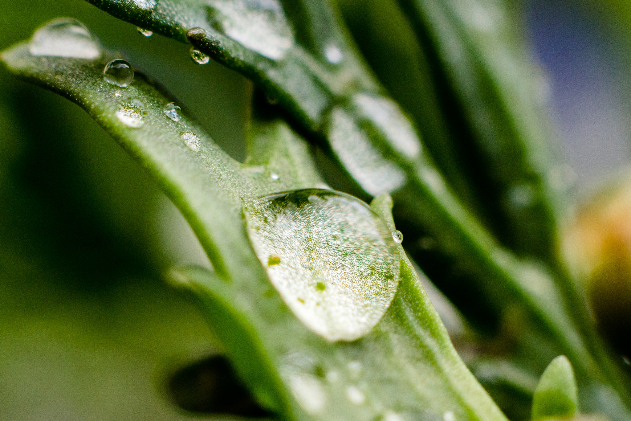 Canon EOS 700D (EOS Rebel T5i / EOS Kiss X7i) + Canon EF 50mm f/1.8 sample photo. Raindrops in detail photography