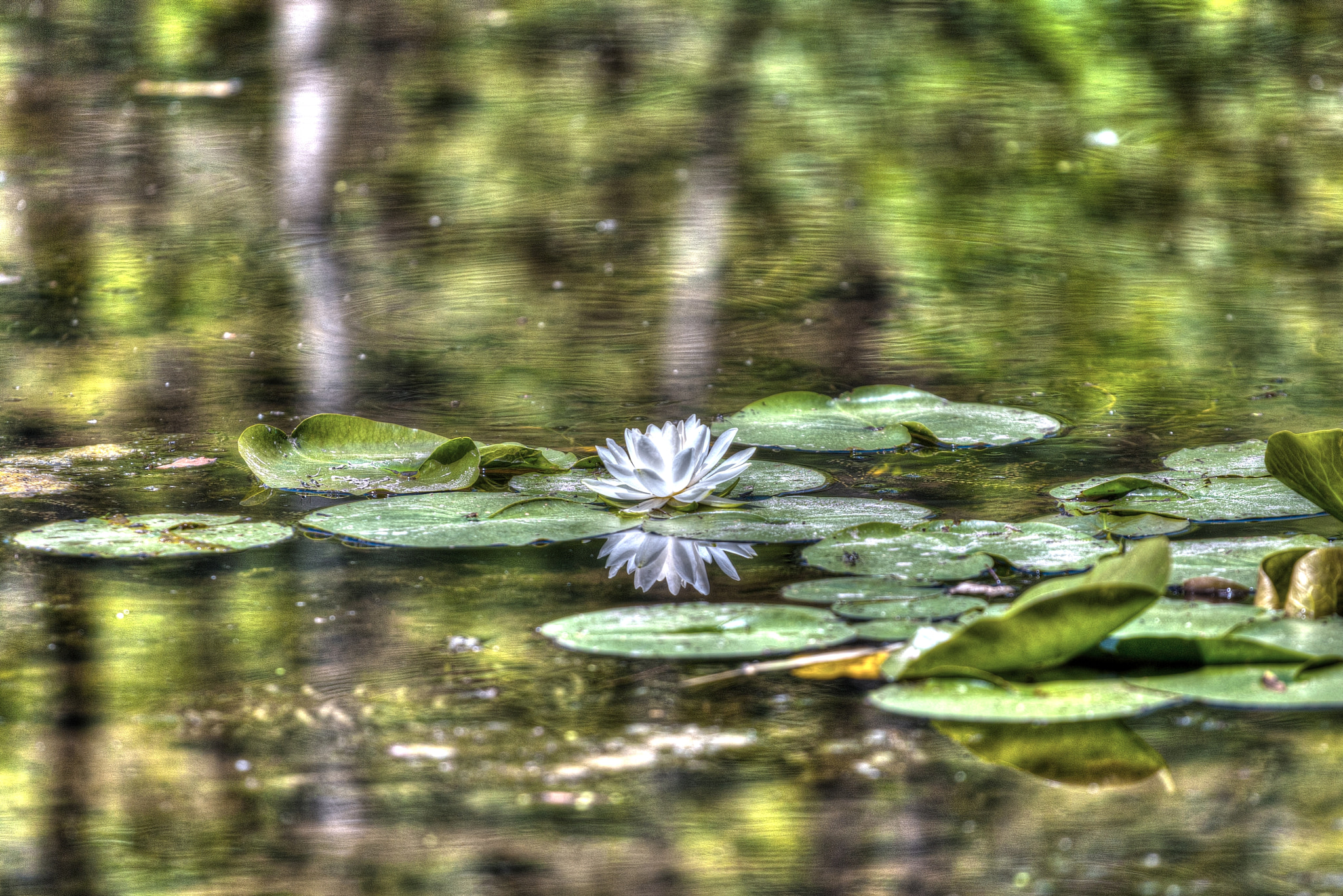 Canon EOS-1D Mark III sample photo. Water lilly photography