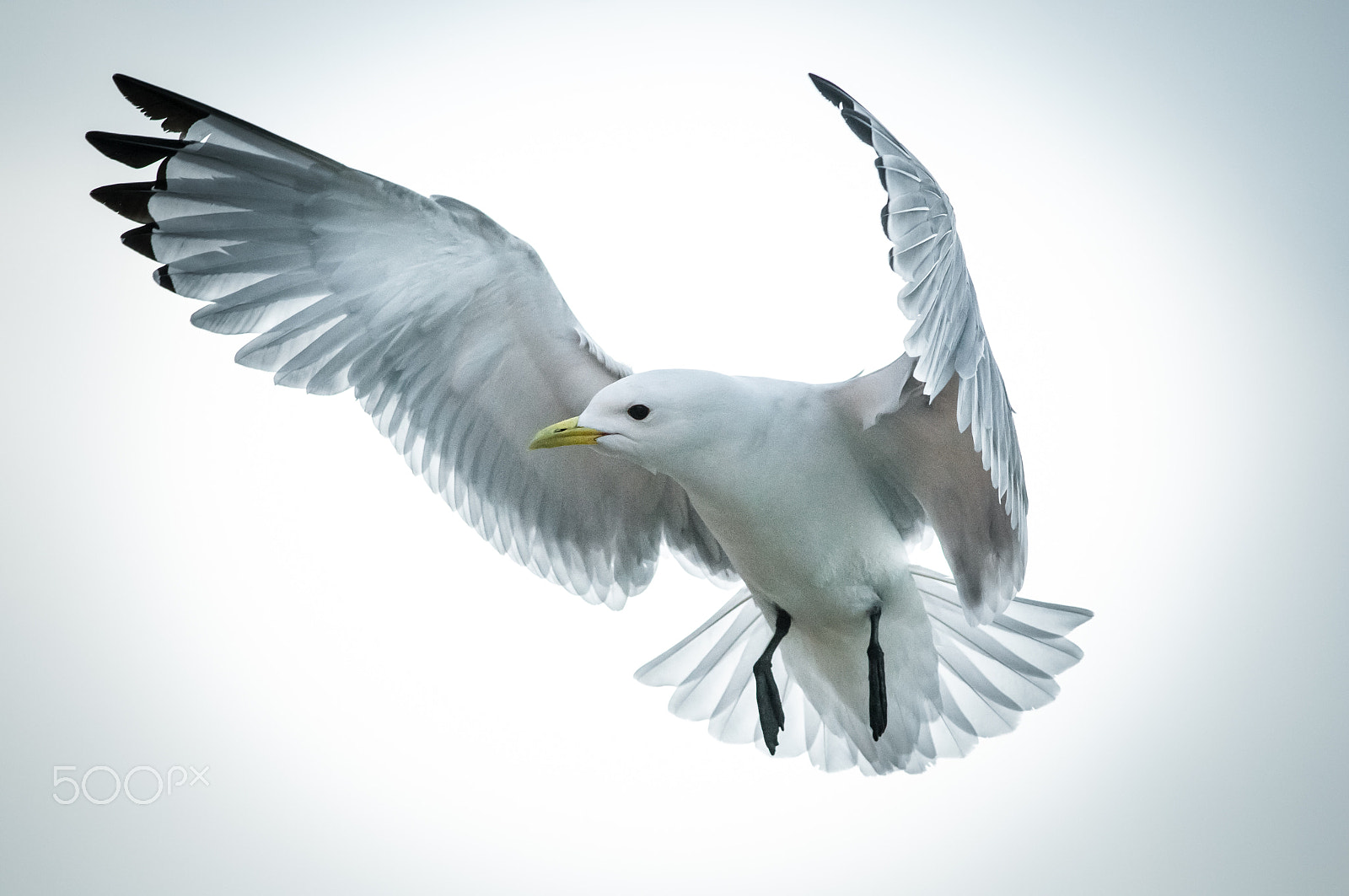 Nikon D300 + Nikon AF-S Nikkor 300mm F4D ED-IF sample photo. Black-legged kittiwake2 photography