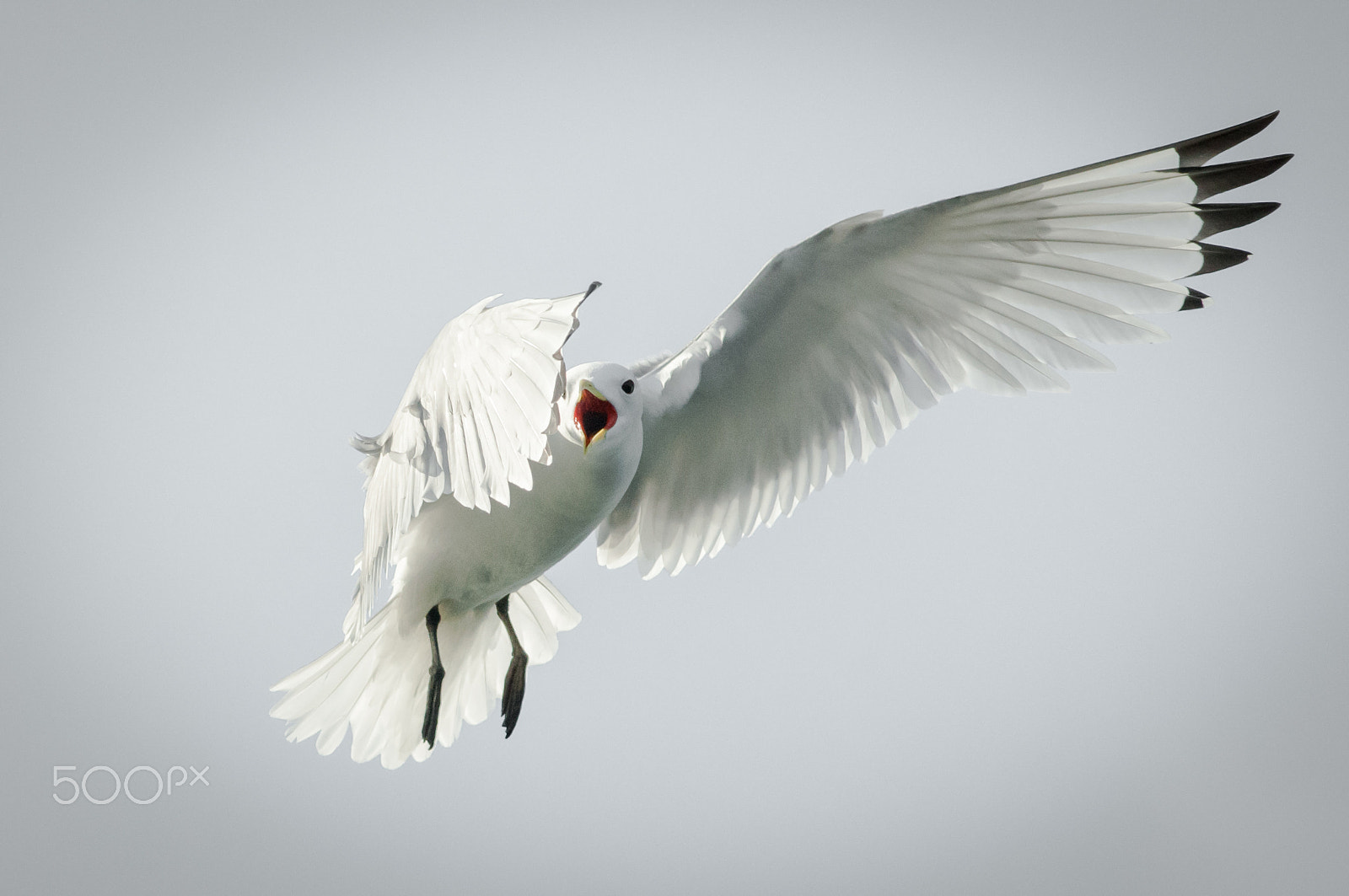 Nikon D300 + Nikon AF-S Nikkor 300mm F4D ED-IF sample photo. Black-legged kittiwake1 photography
