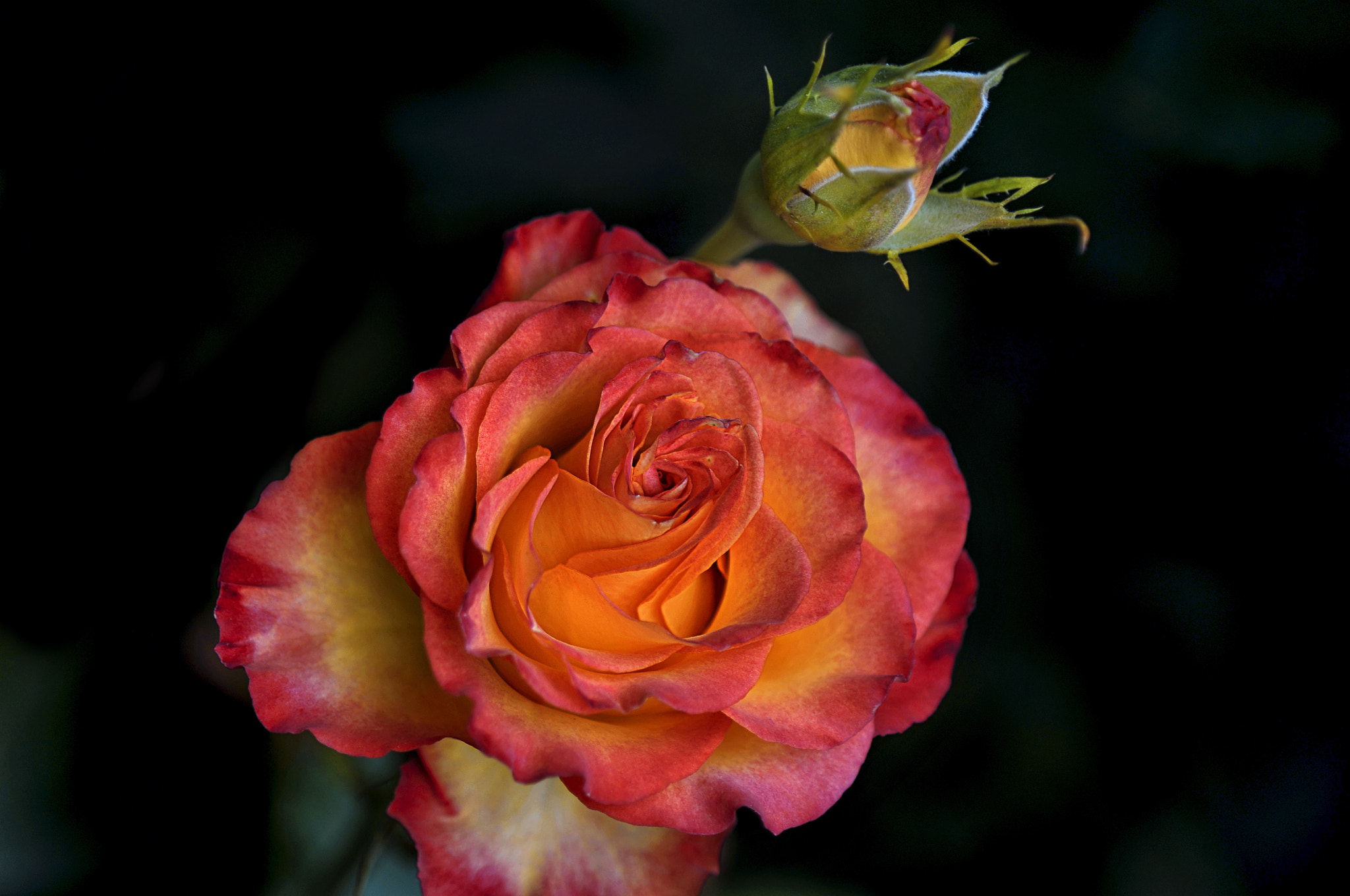 Nikon D300 + AF Micro-Nikkor 105mm f/2.8 sample photo. Роза photography