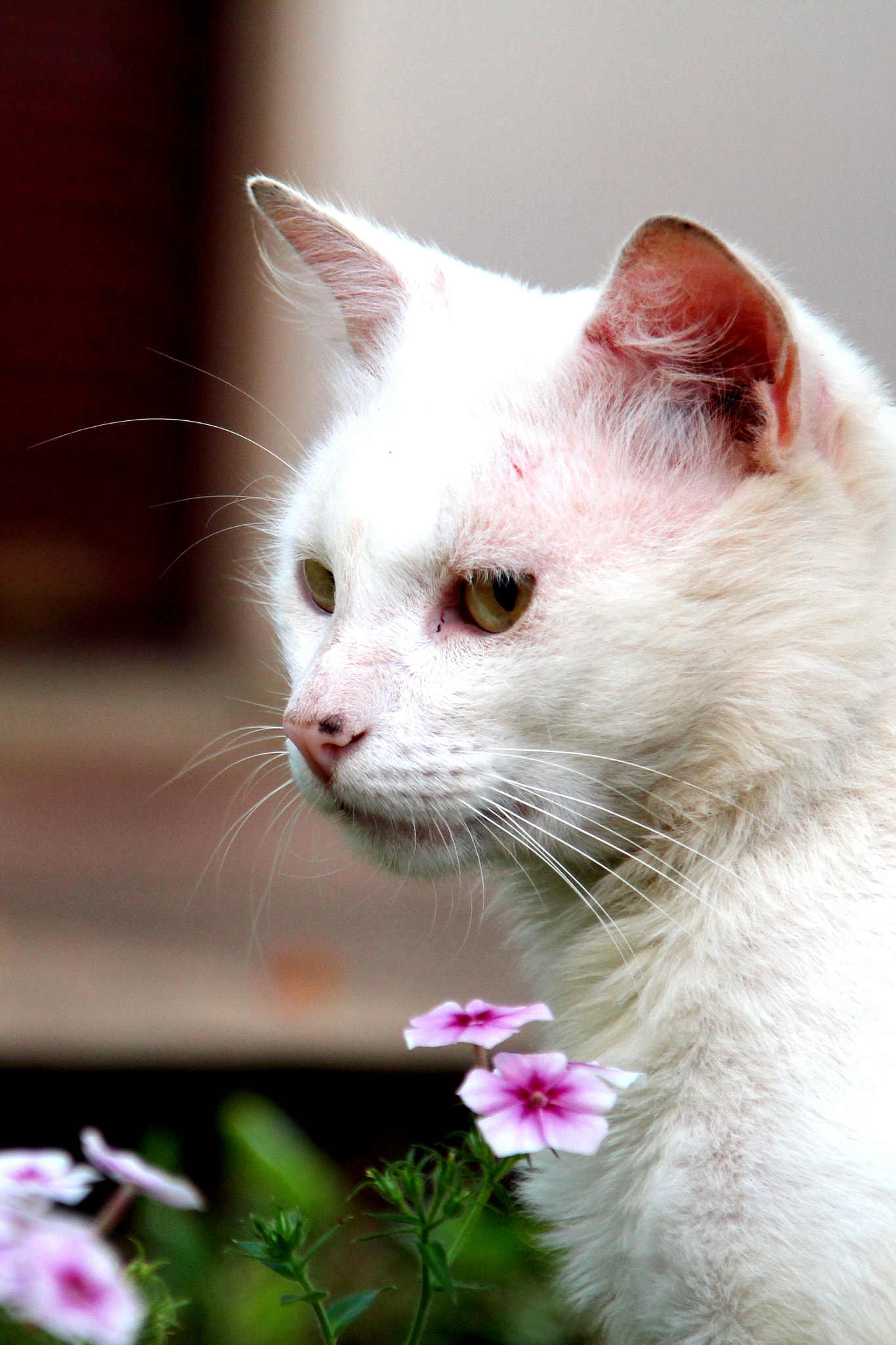 Canon EOS 1200D (EOS Rebel T5 / EOS Kiss X70 / EOS Hi) sample photo. A fera e a bela photography