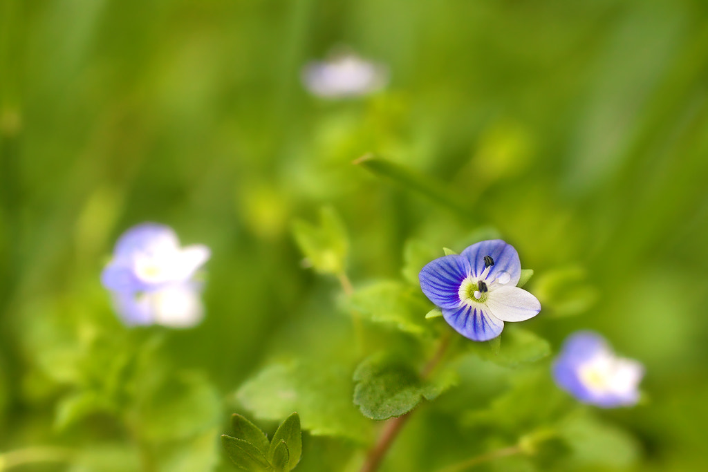 Canon EOS 50D + Canon EF 50mm F2.5 Macro sample photo. Small photography