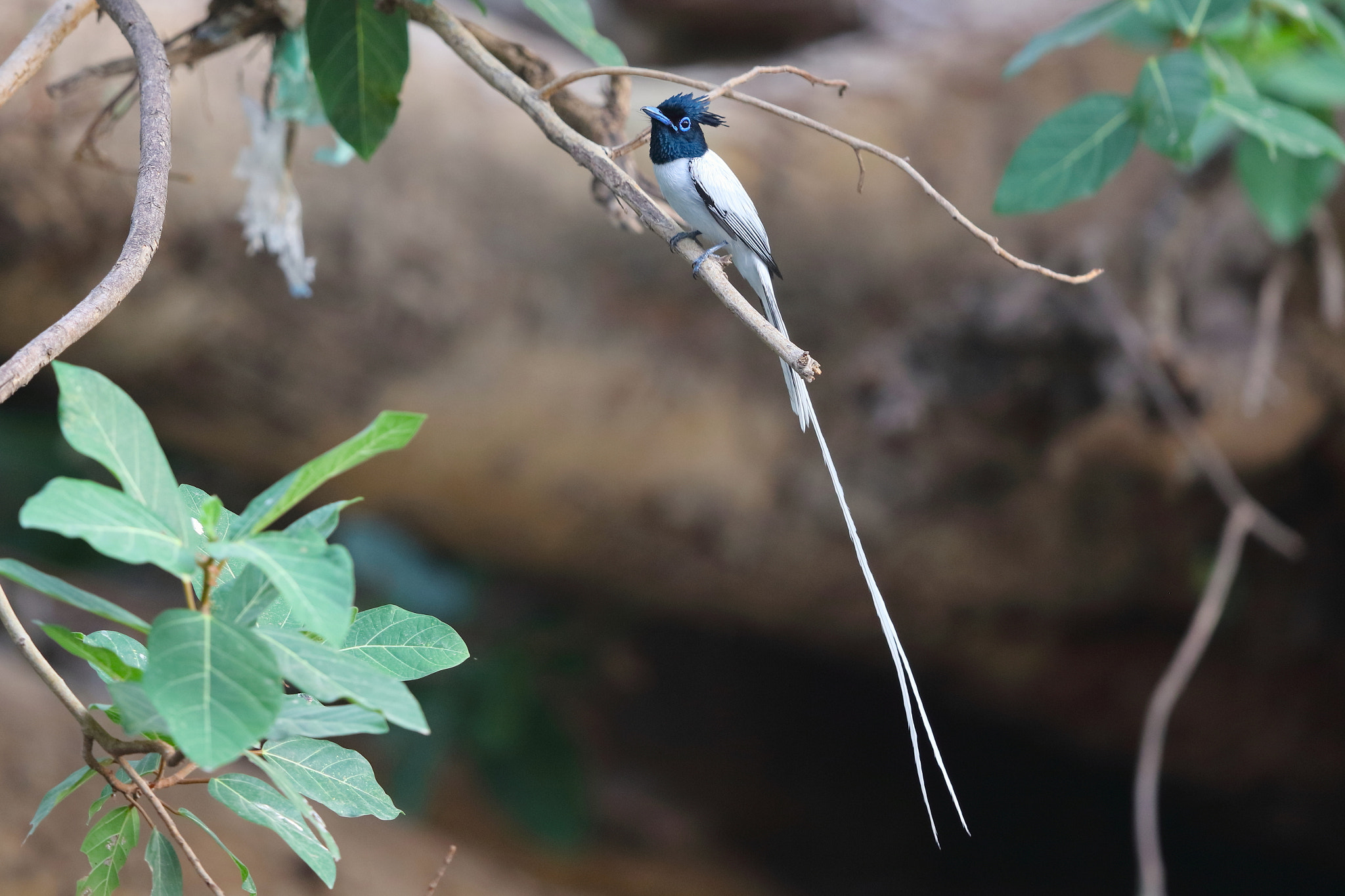 Canon EOS 5DS R + Canon EF 600mm F4L IS II USM sample photo. Indian paradise fly catcher. photography