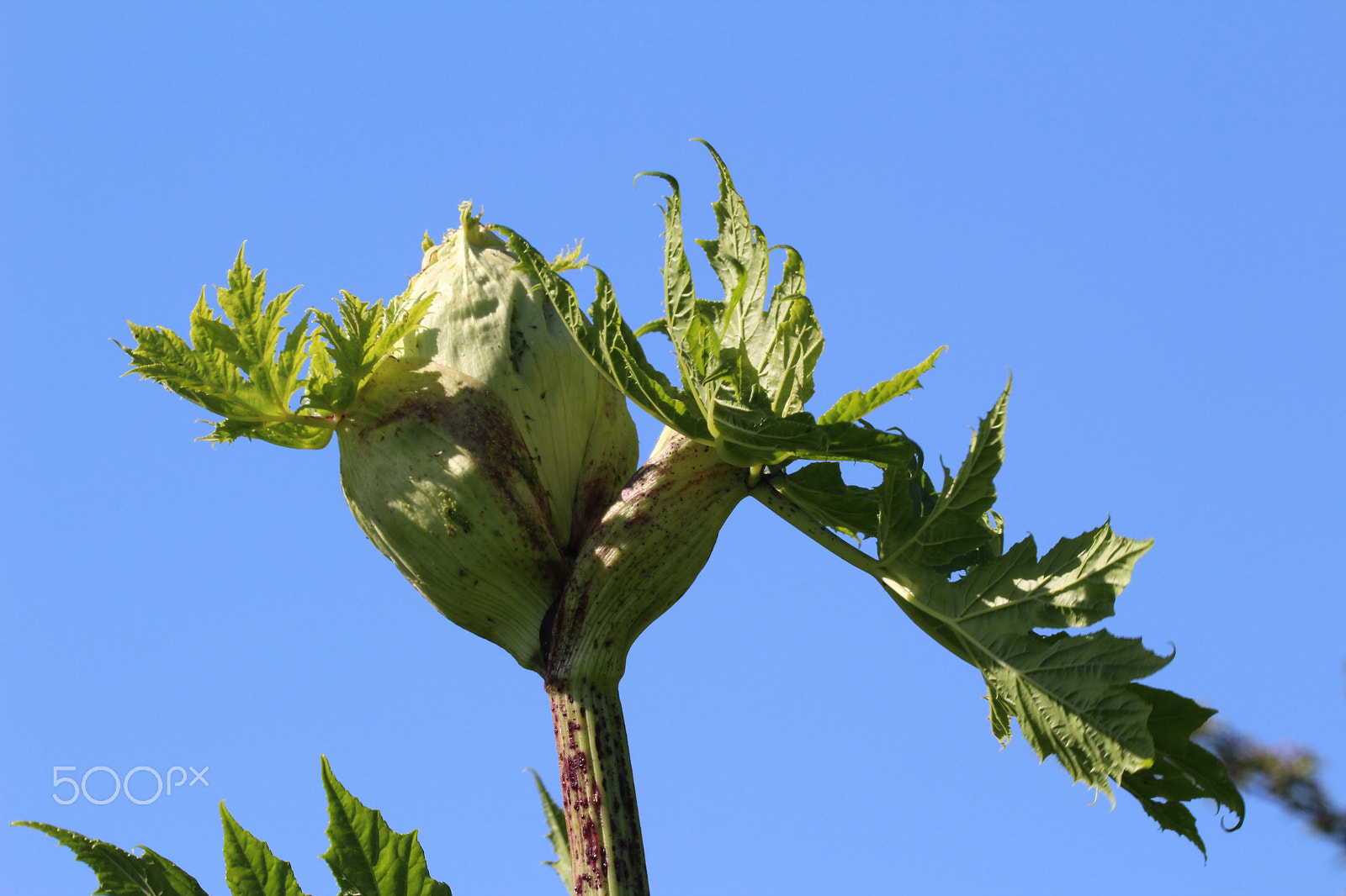 Sigma 150mm f/2.8 EX DG OS HSM APO Macro sample photo. Giant hogweed photography