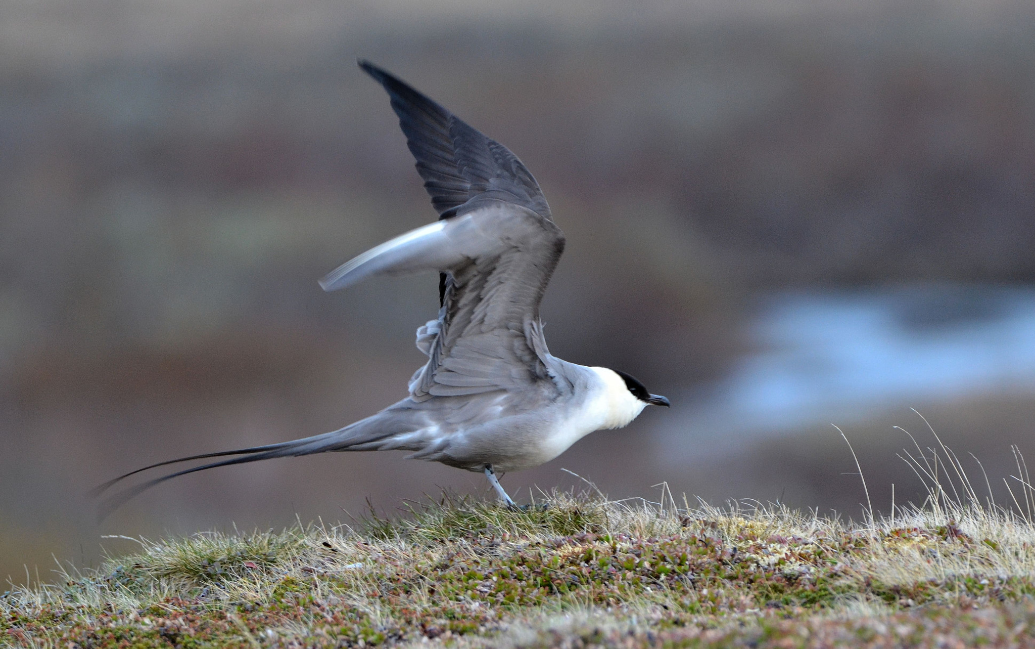 Nikon D3100 sample photo. Long-tailed skua photography