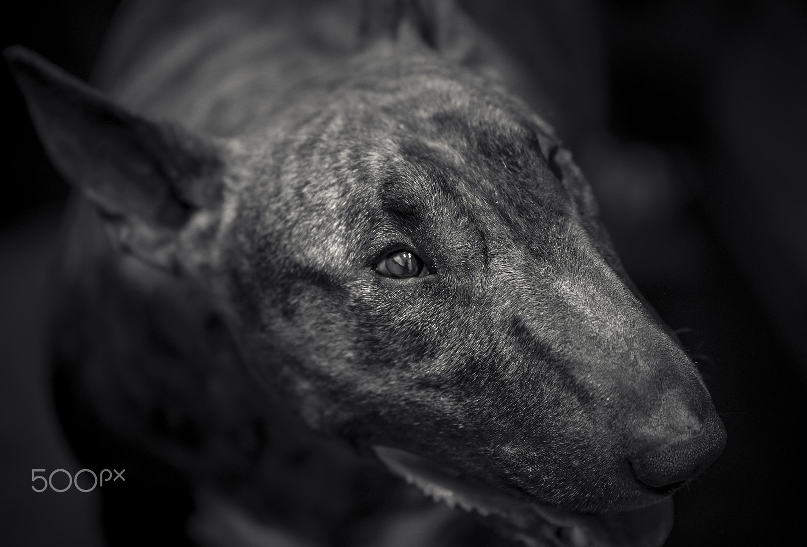 Tamron SP 70-200mm F2.8 Di VC USD sample photo. Beton, the dog photography