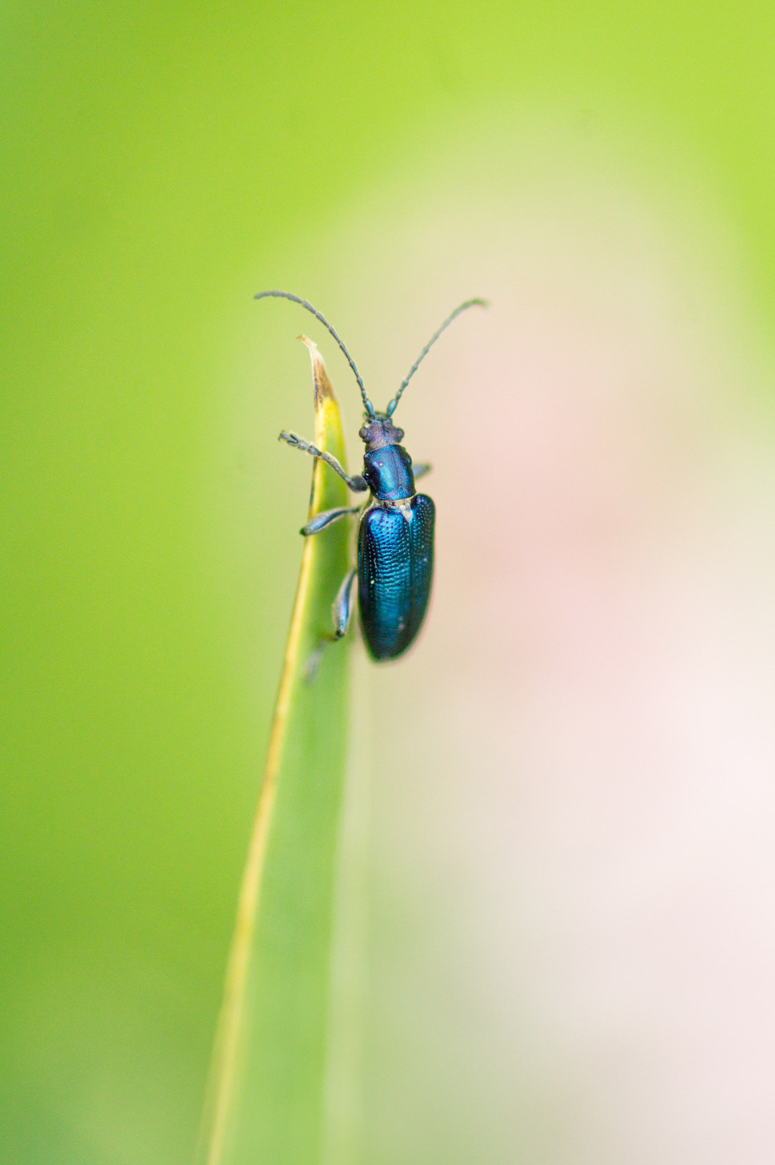 Sony Alpha DSLR-A550 + Sony 100mm F2.8 Macro sample photo. Climbing up photography