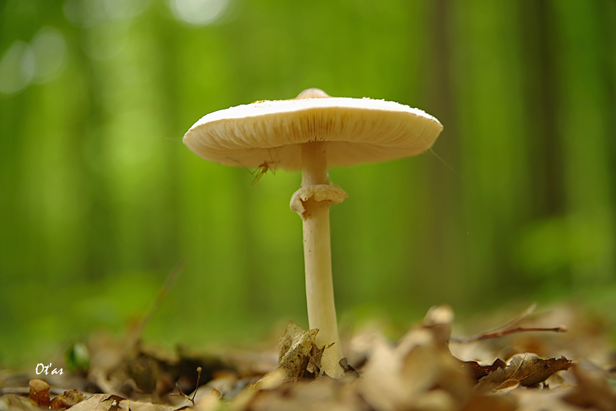 Tamron AF 28-75mm F2.8 XR Di LD Aspherical (IF) sample photo. Mushroom ii photography