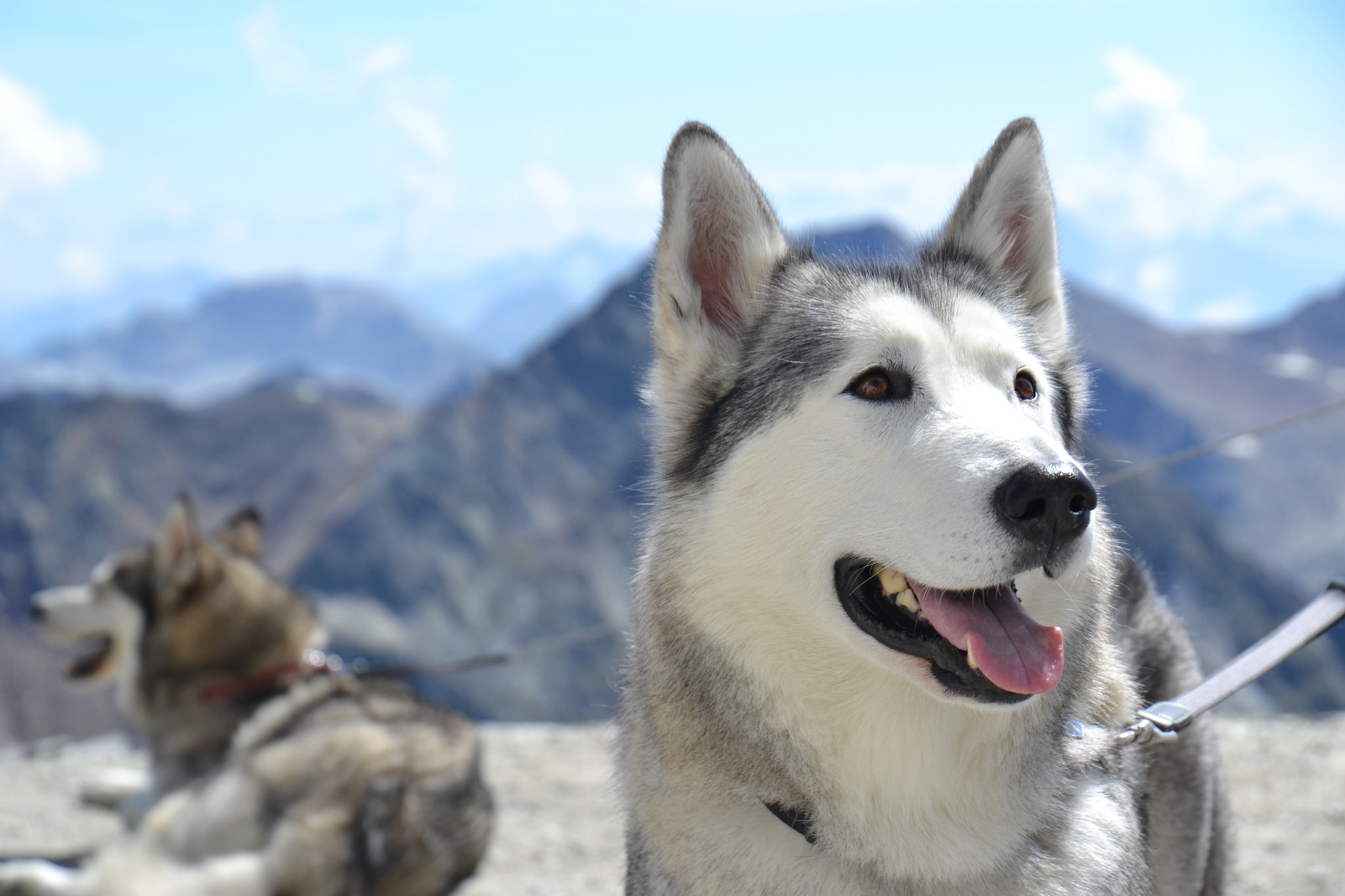 Nikon D3100 sample photo. Crisp and husky photography