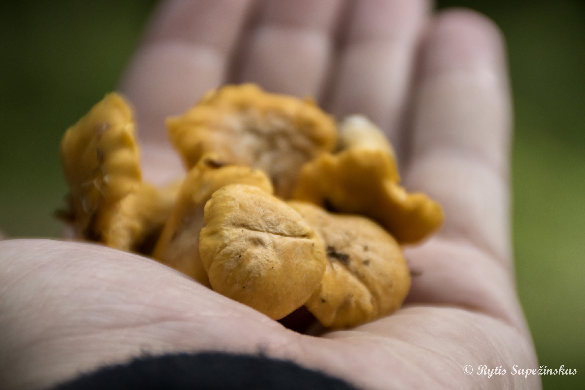 Sony DT 18-200mm F3.5-6.3 sample photo. Chanterelle photography