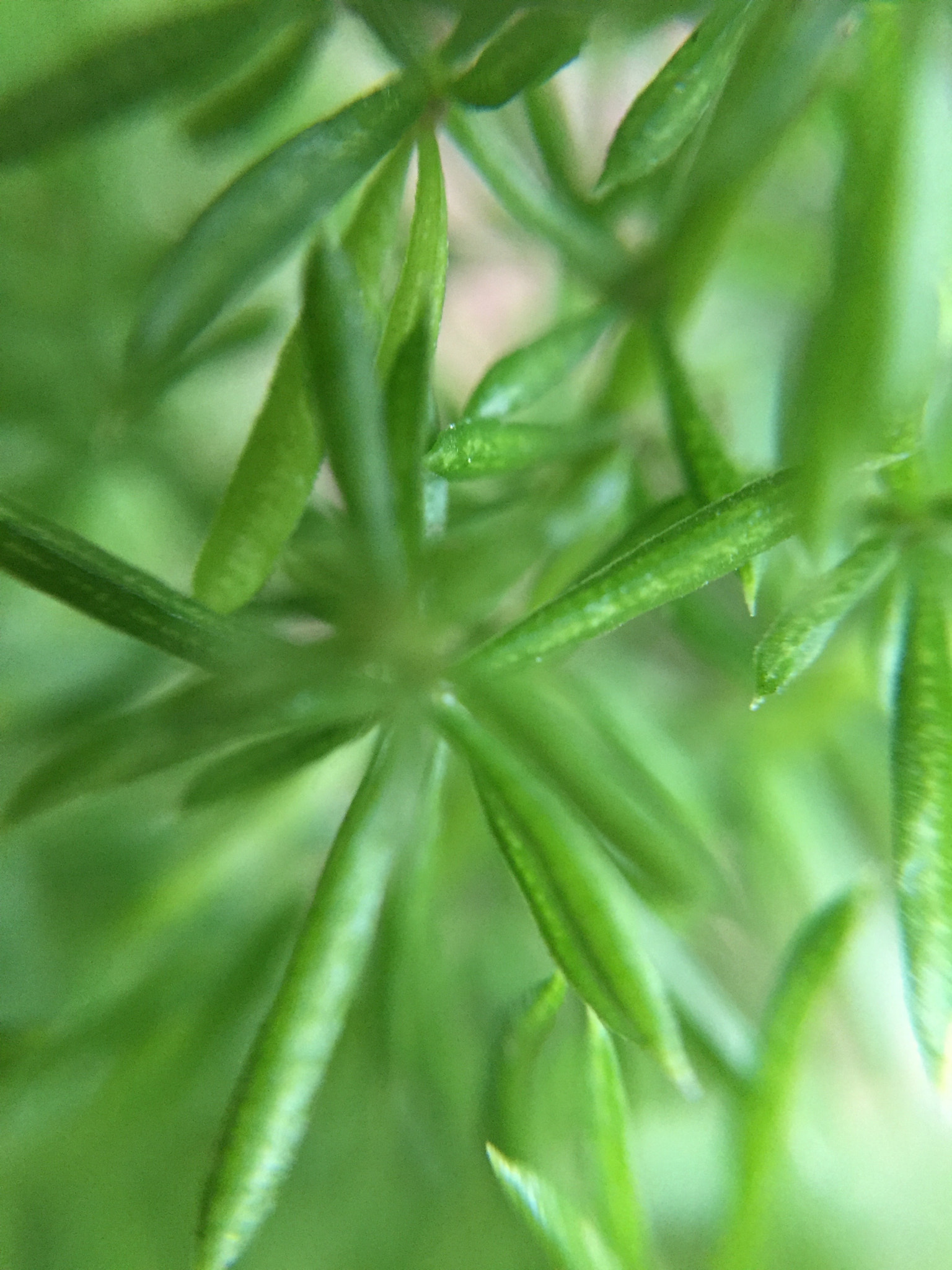 green spikes